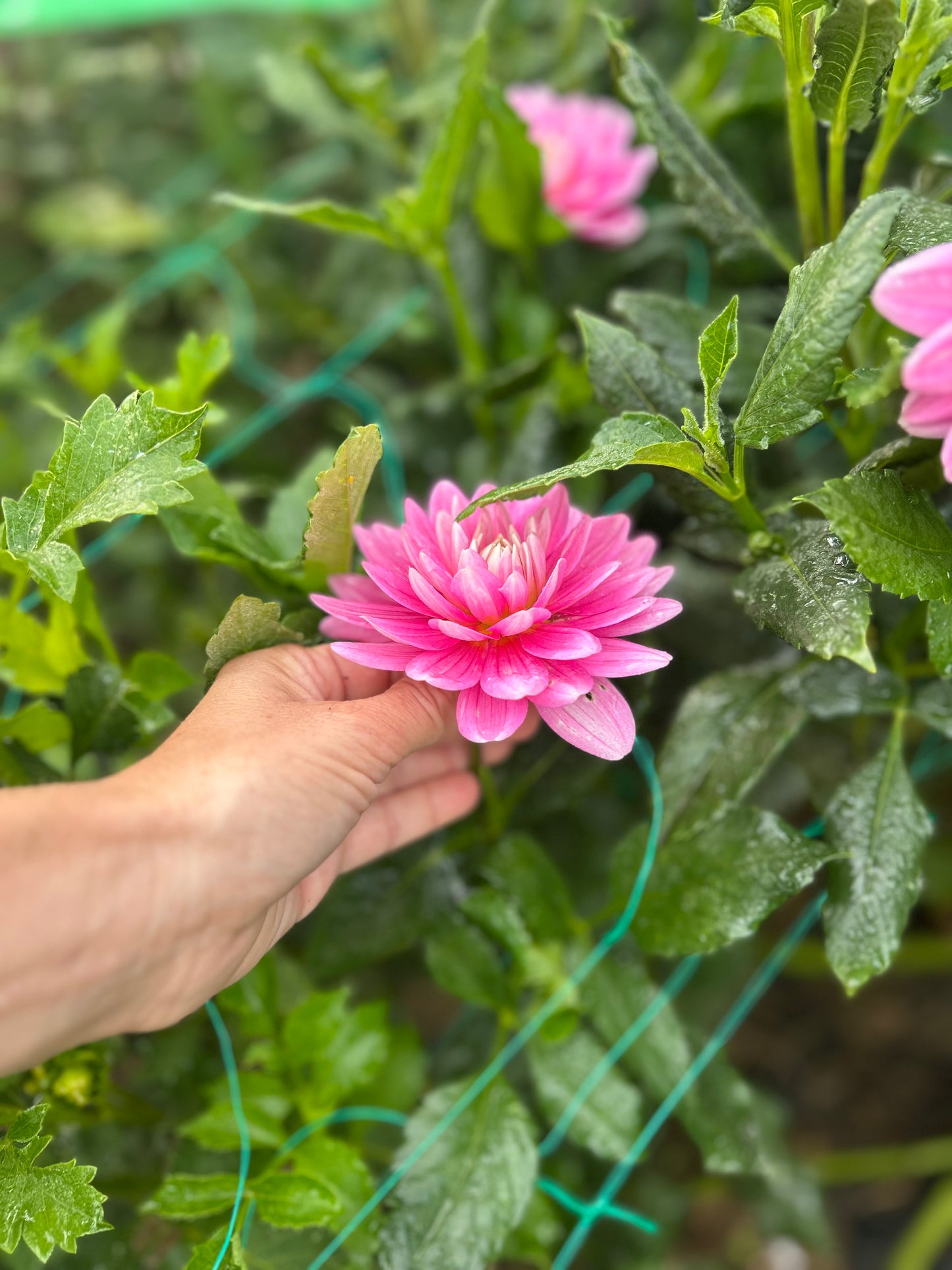 Hollyhill Pink Martini dahlia tuber
