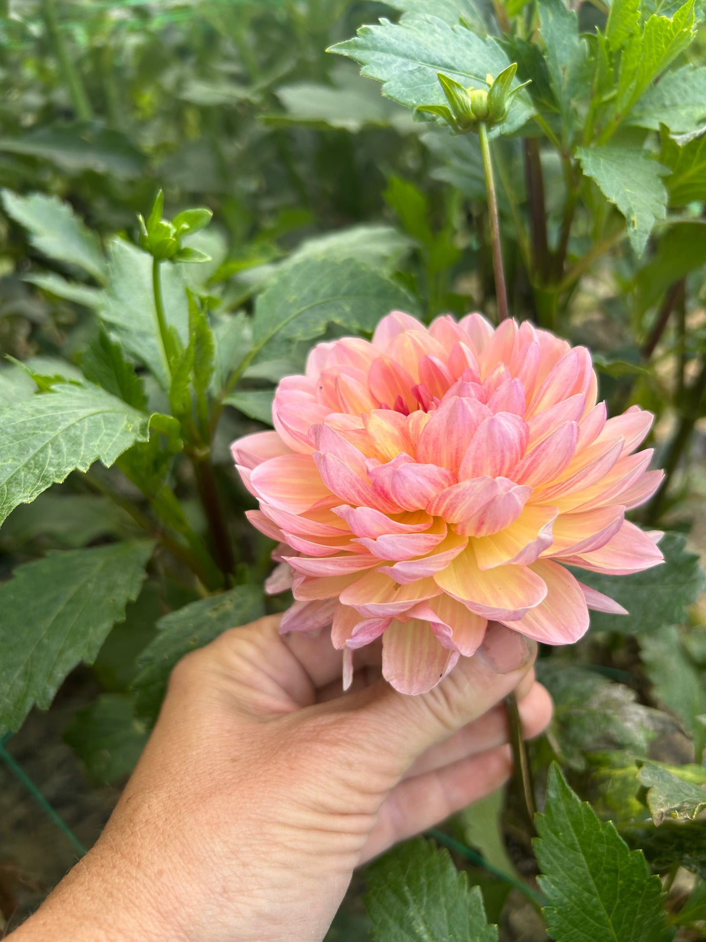 Sandia Bliss dahlia tuber - LIMIT 1