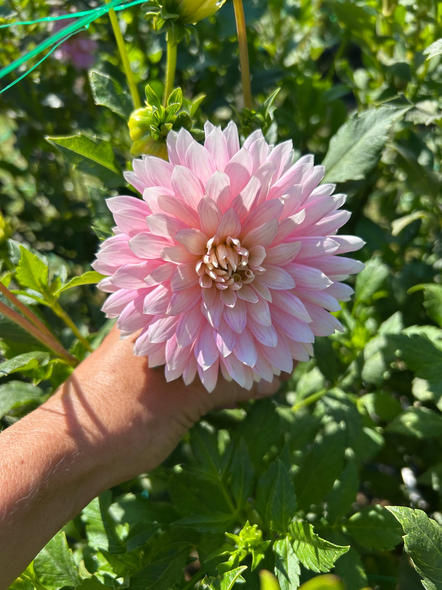 Bloomquist Daniella G dahlia tuber