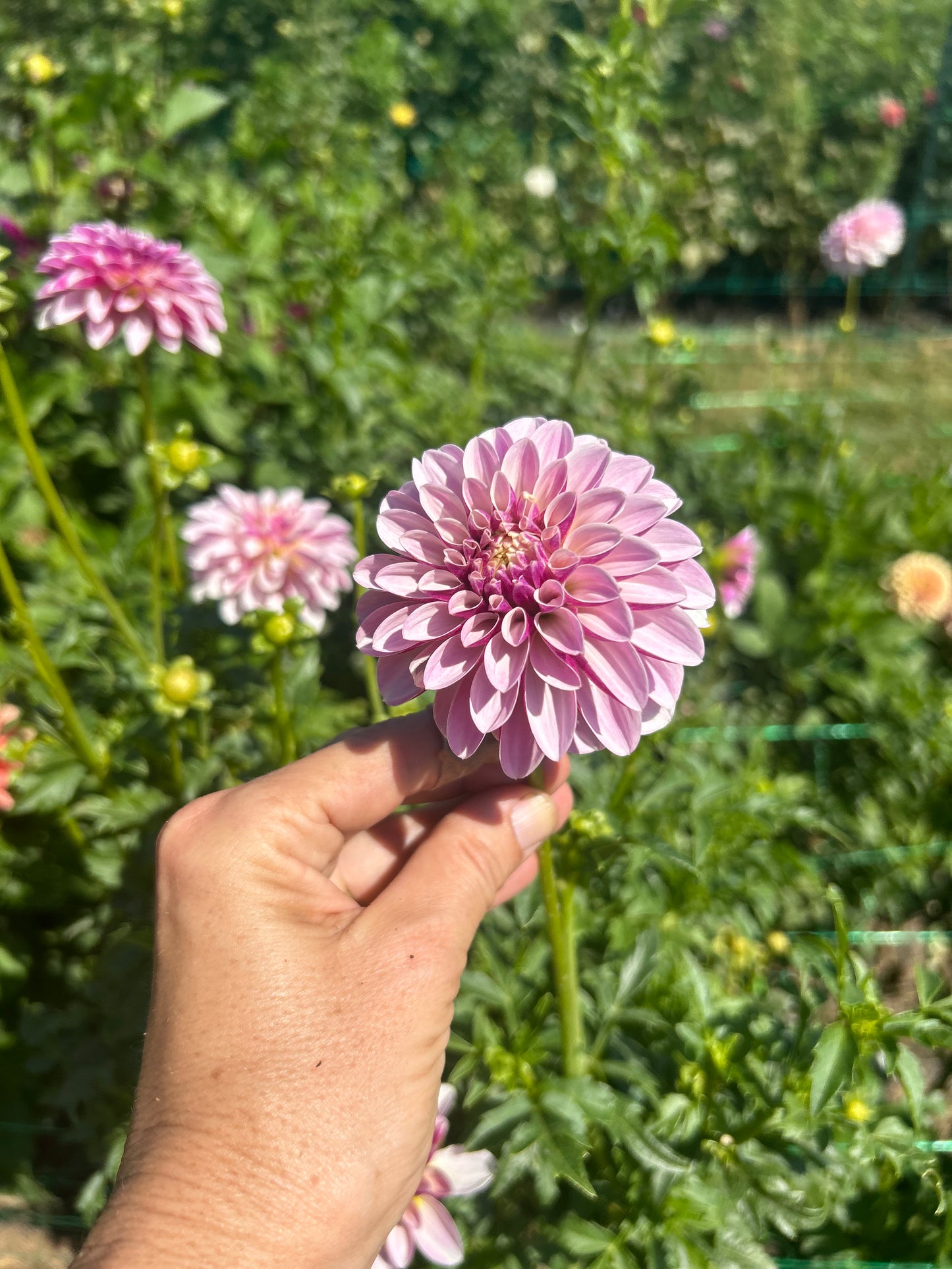Salish Twilight Girl dahlia tuber