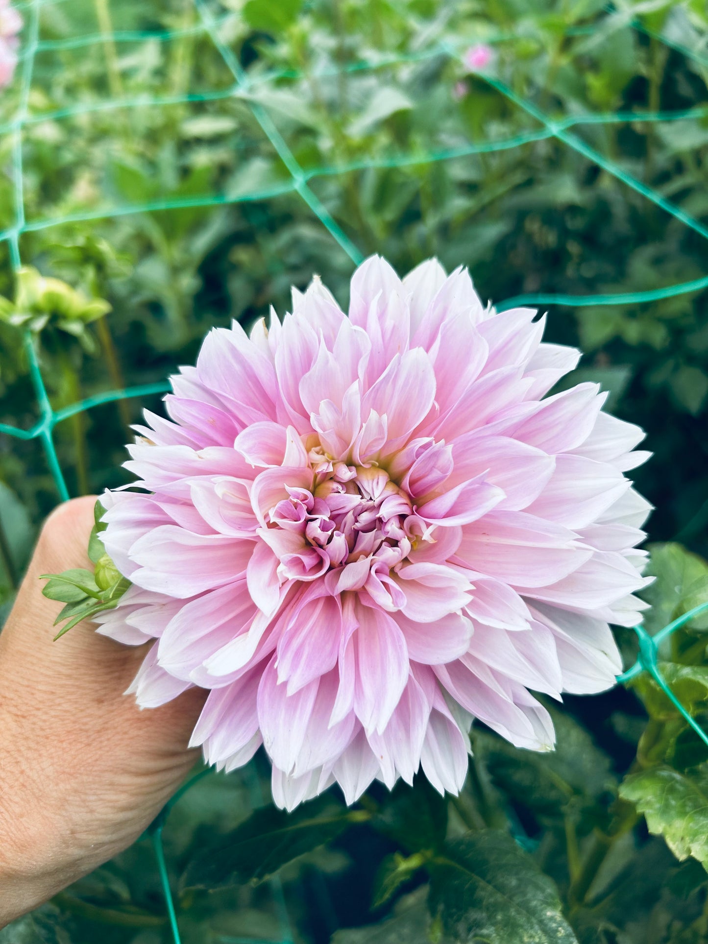 Otto's Thrill dahlia tuber