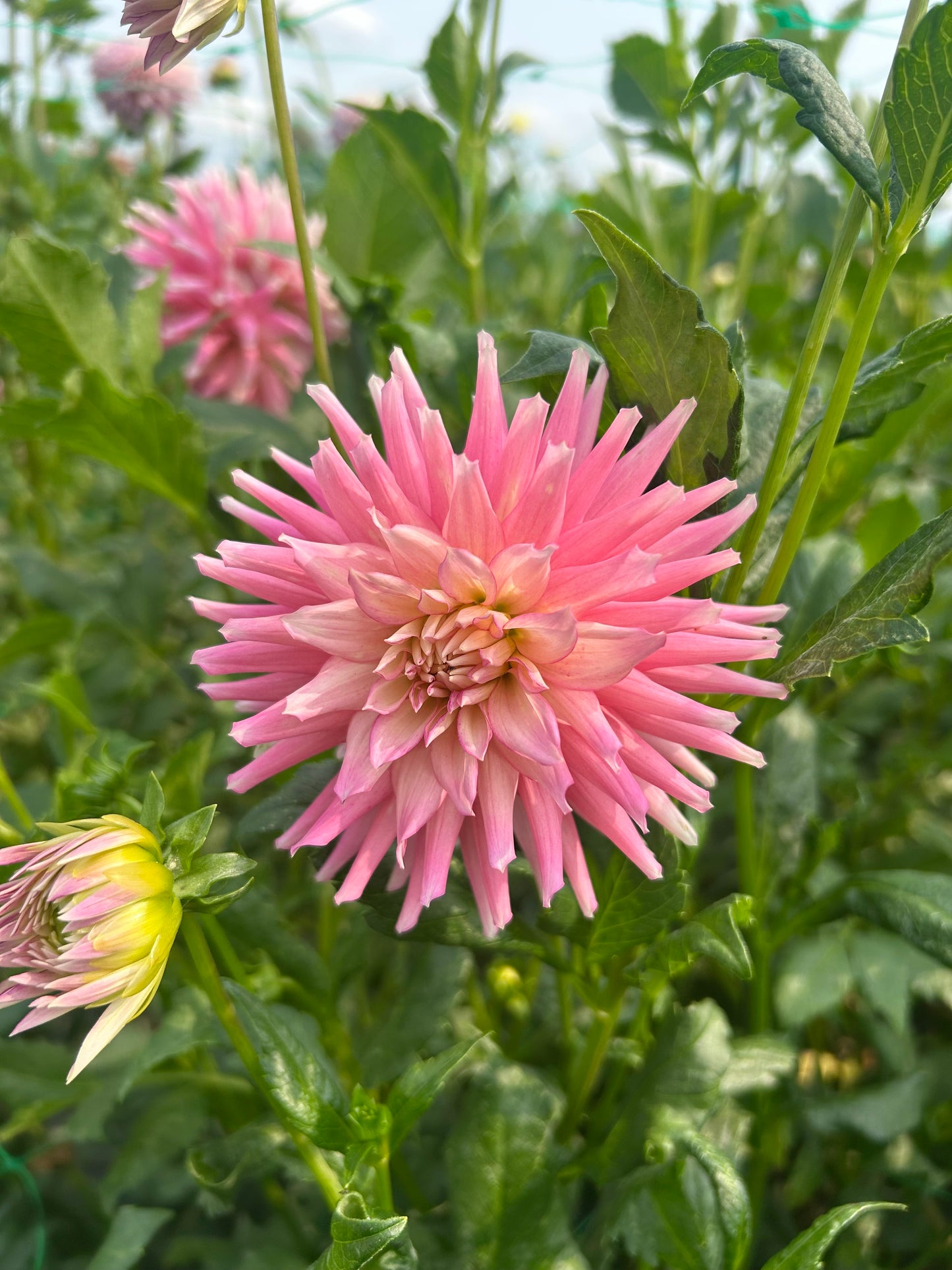Diamond Rebel dahlia tuber