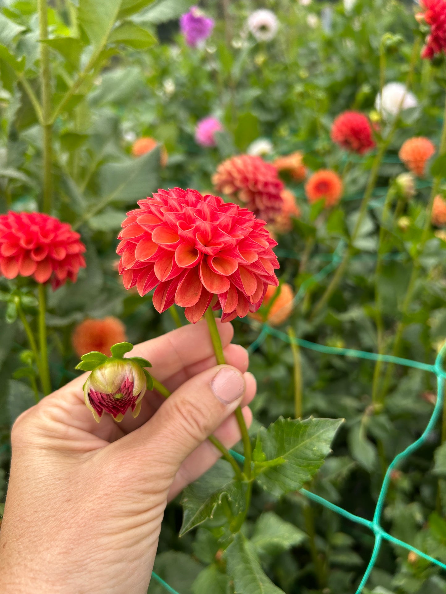 Valley Rust Bucket dahlia tuber