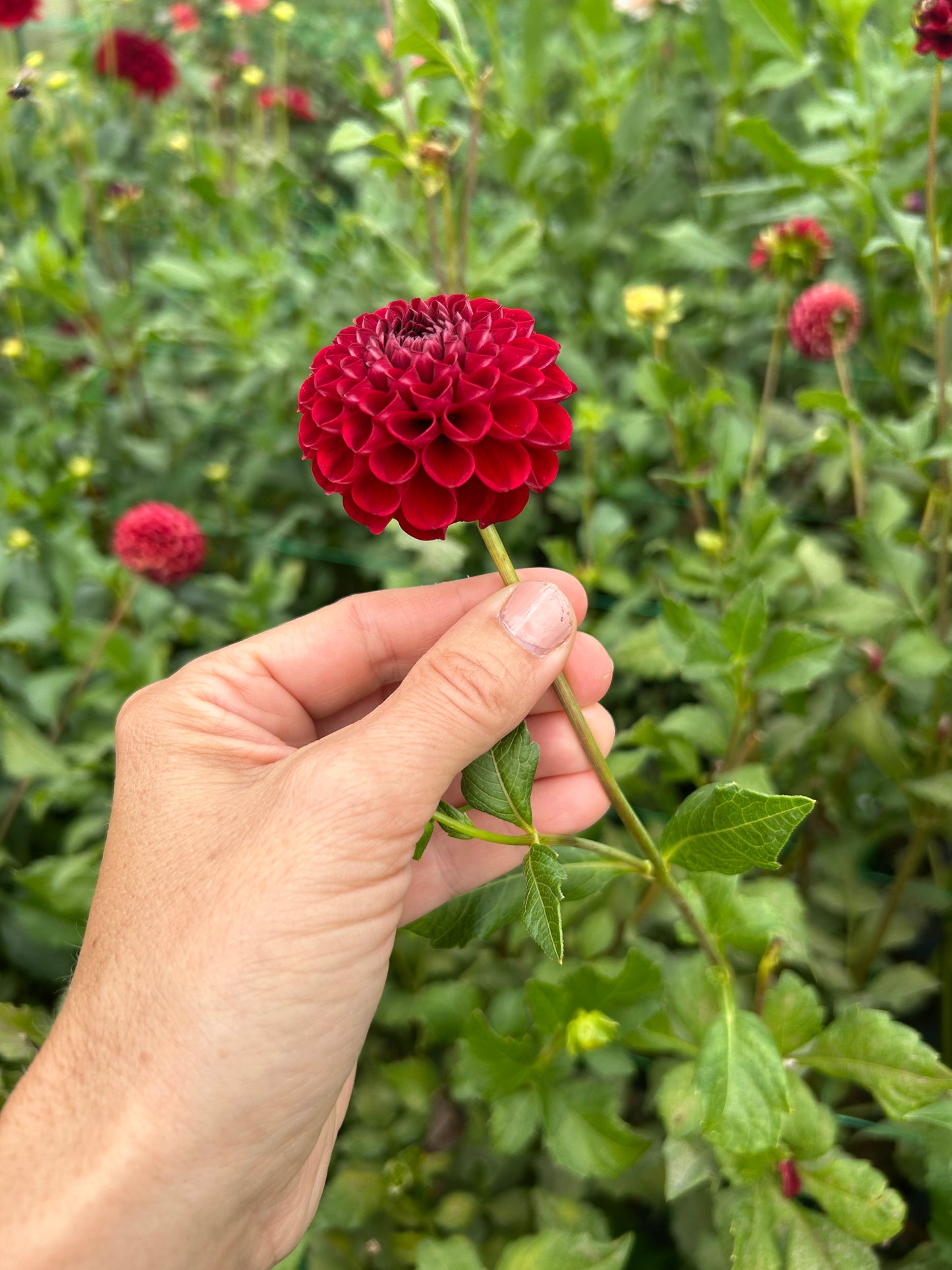Bloomquist Paul Jr dahlia tuber