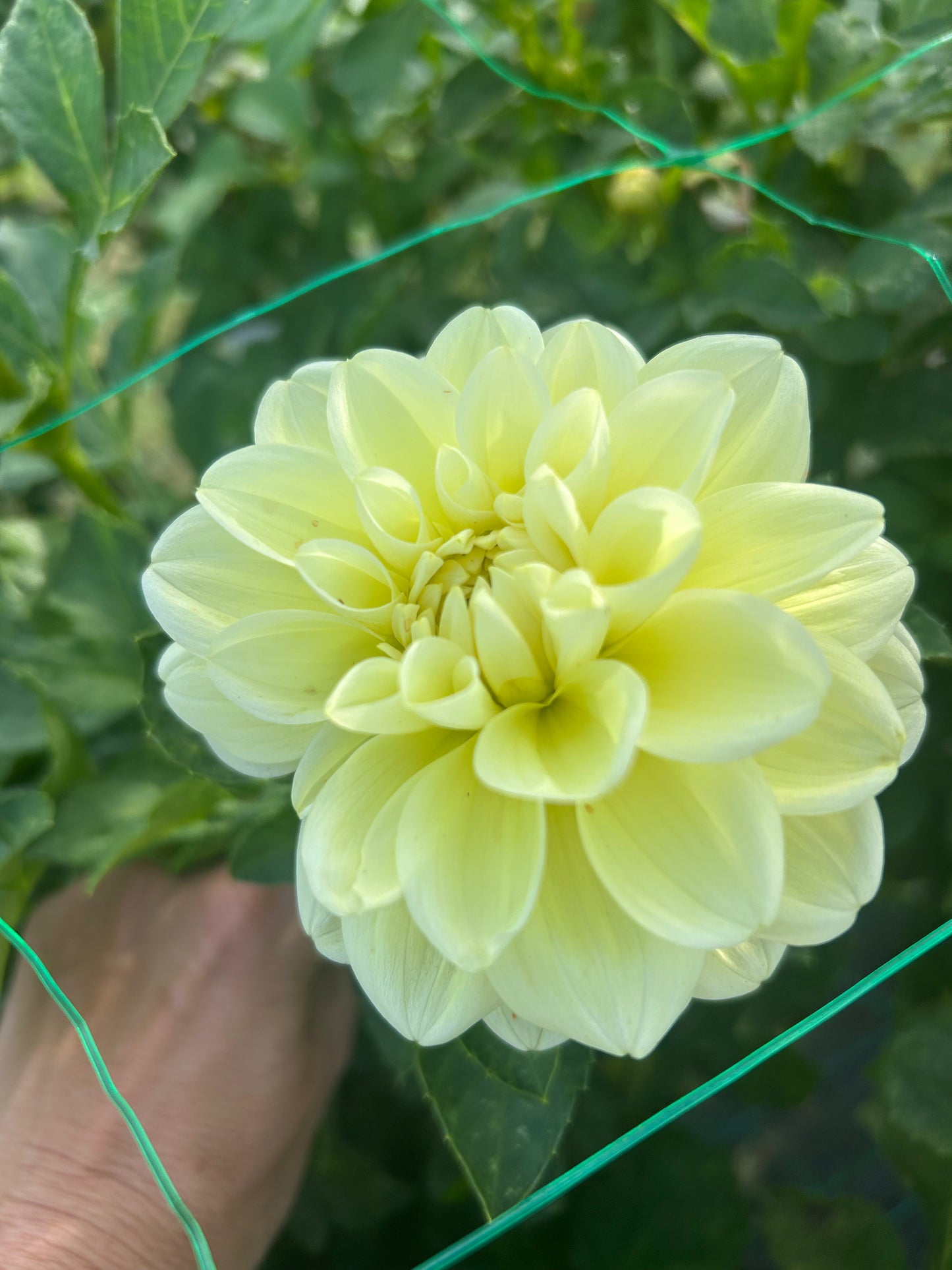 Sun Kissed dahlia tuber
