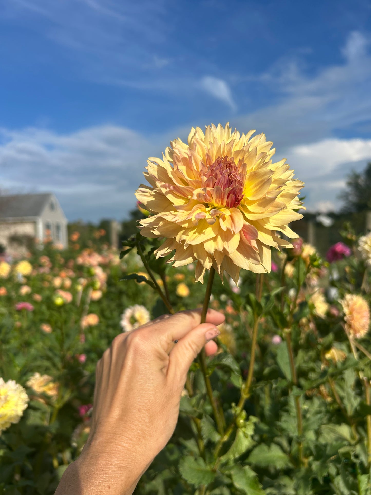 Karmel Korn dahlia tuber
