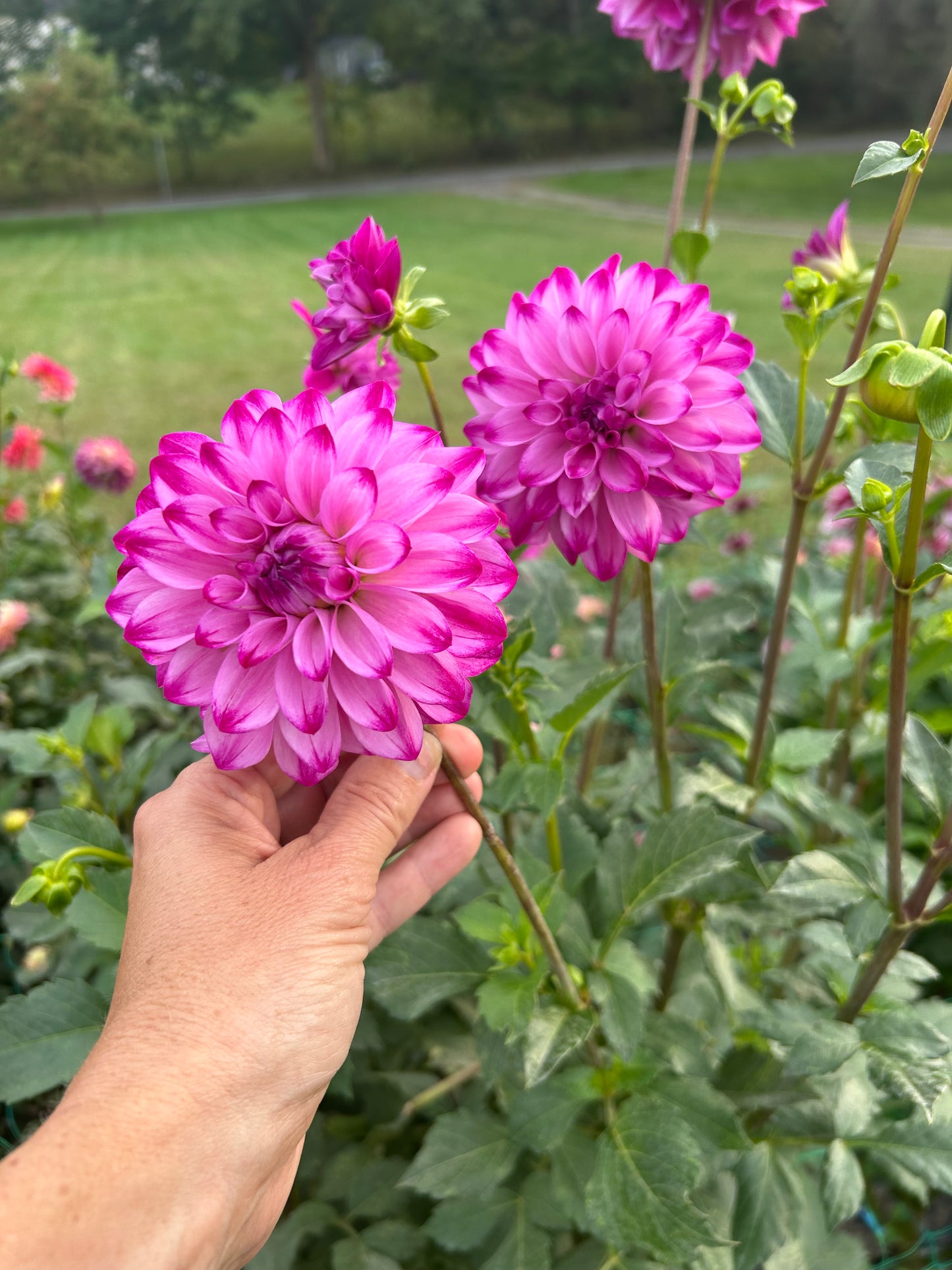 Bloomquist Vivian R dahlia tuber