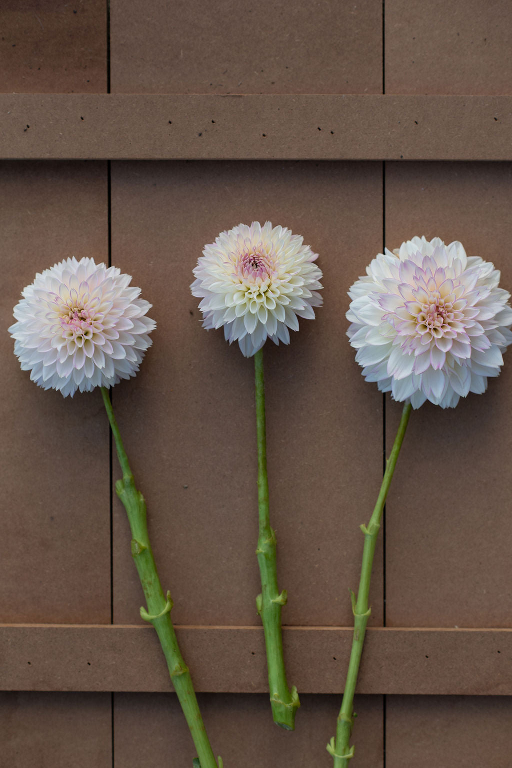 Sefton Silvertop dahlia tuber