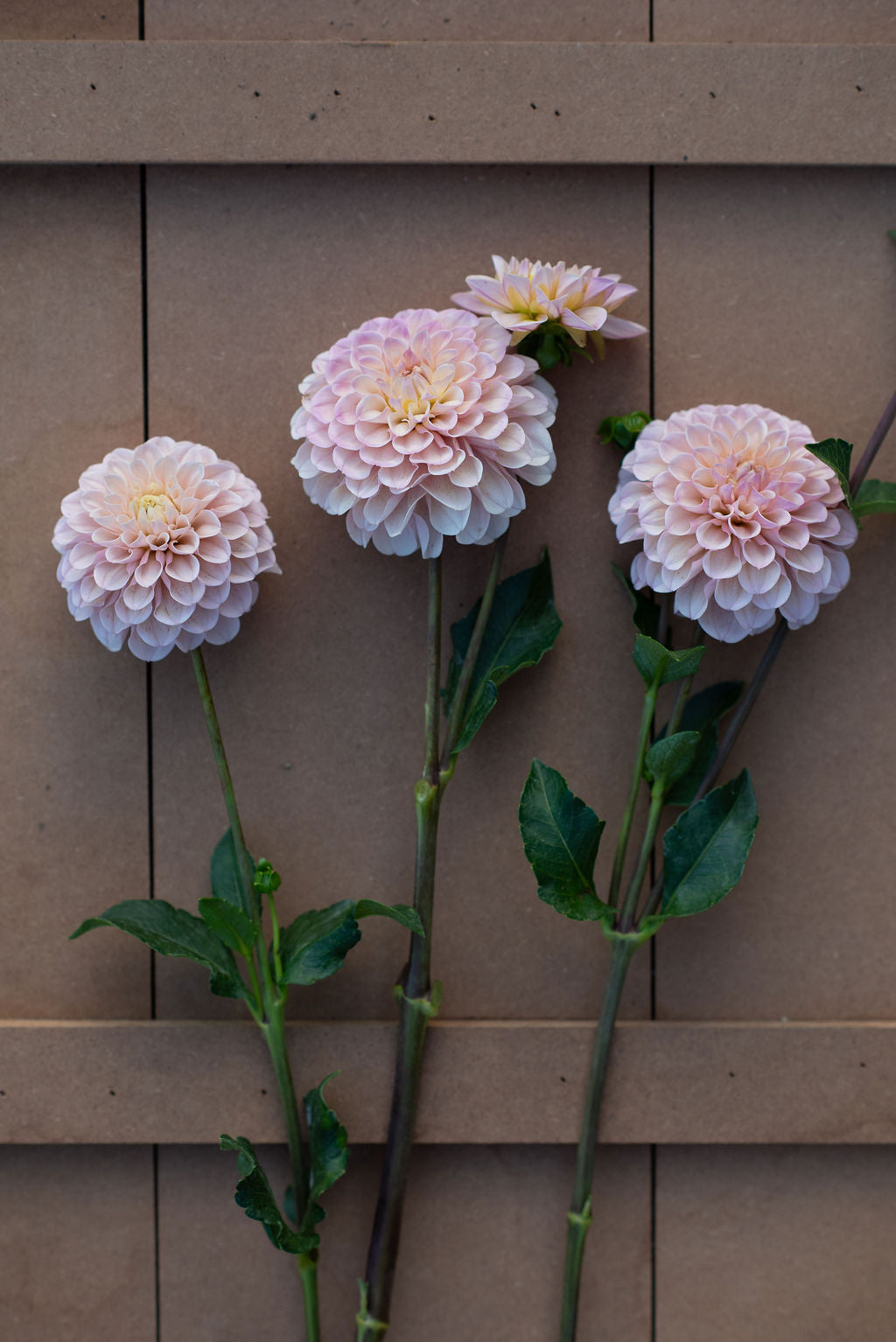Levi's Revenant dahlia tuber
