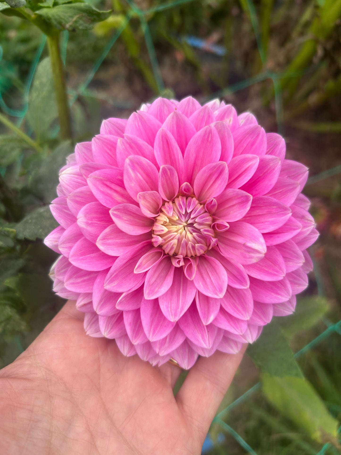 Hapet Rose Dream dahlia tuber - LIMIT 1 per household