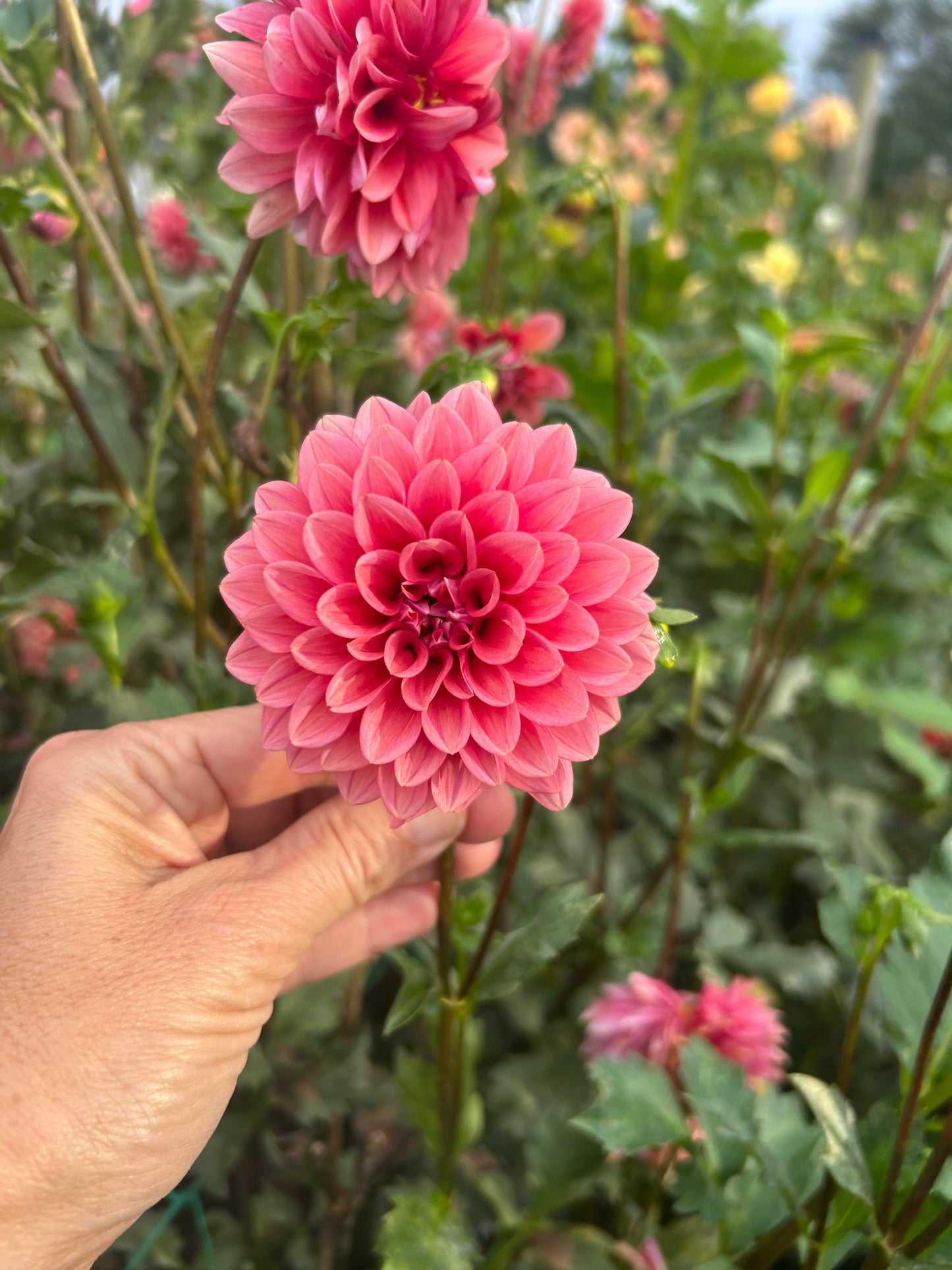 Mystique dahlia tuber