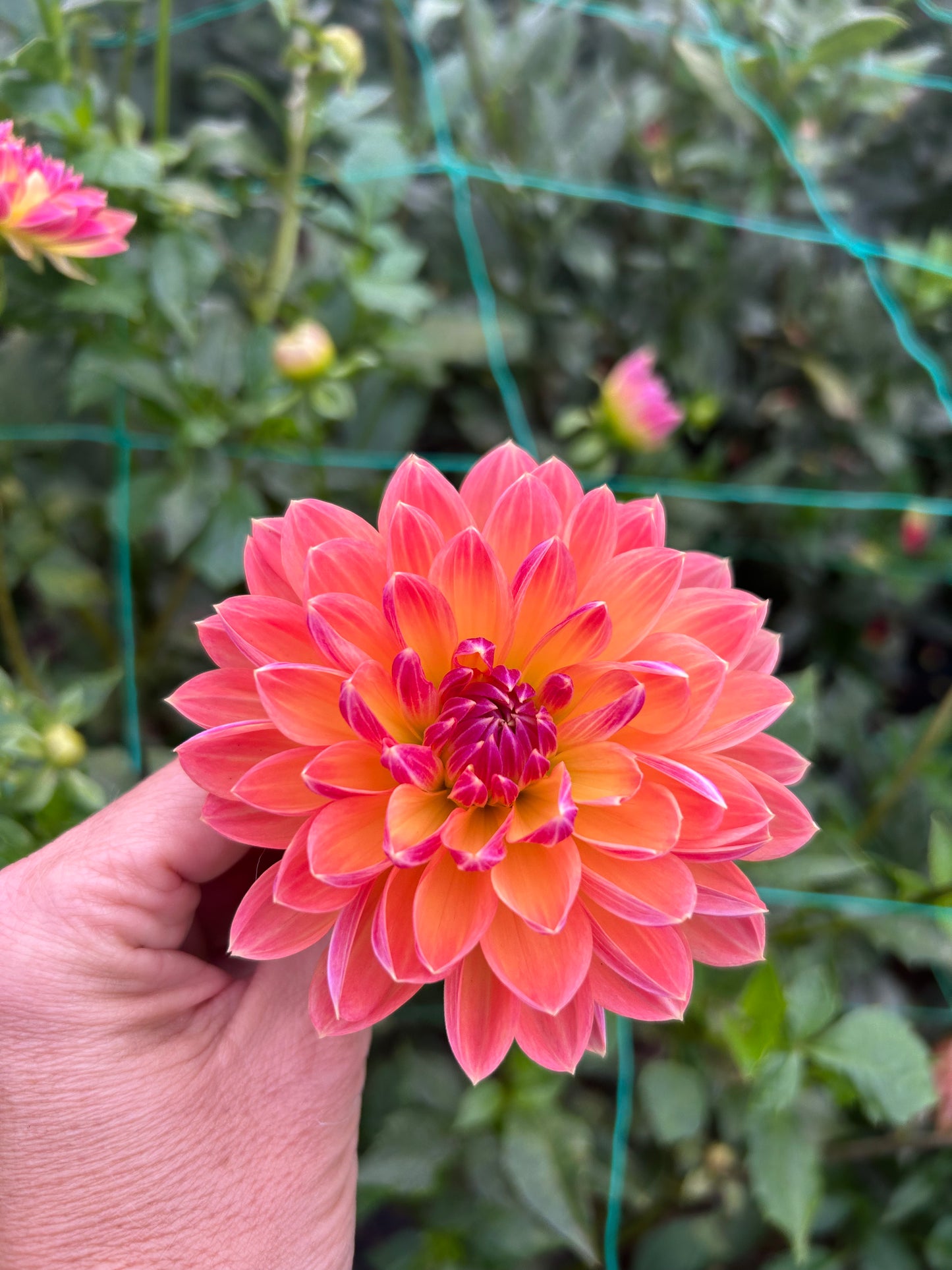 Pam Howden dahlia tuber