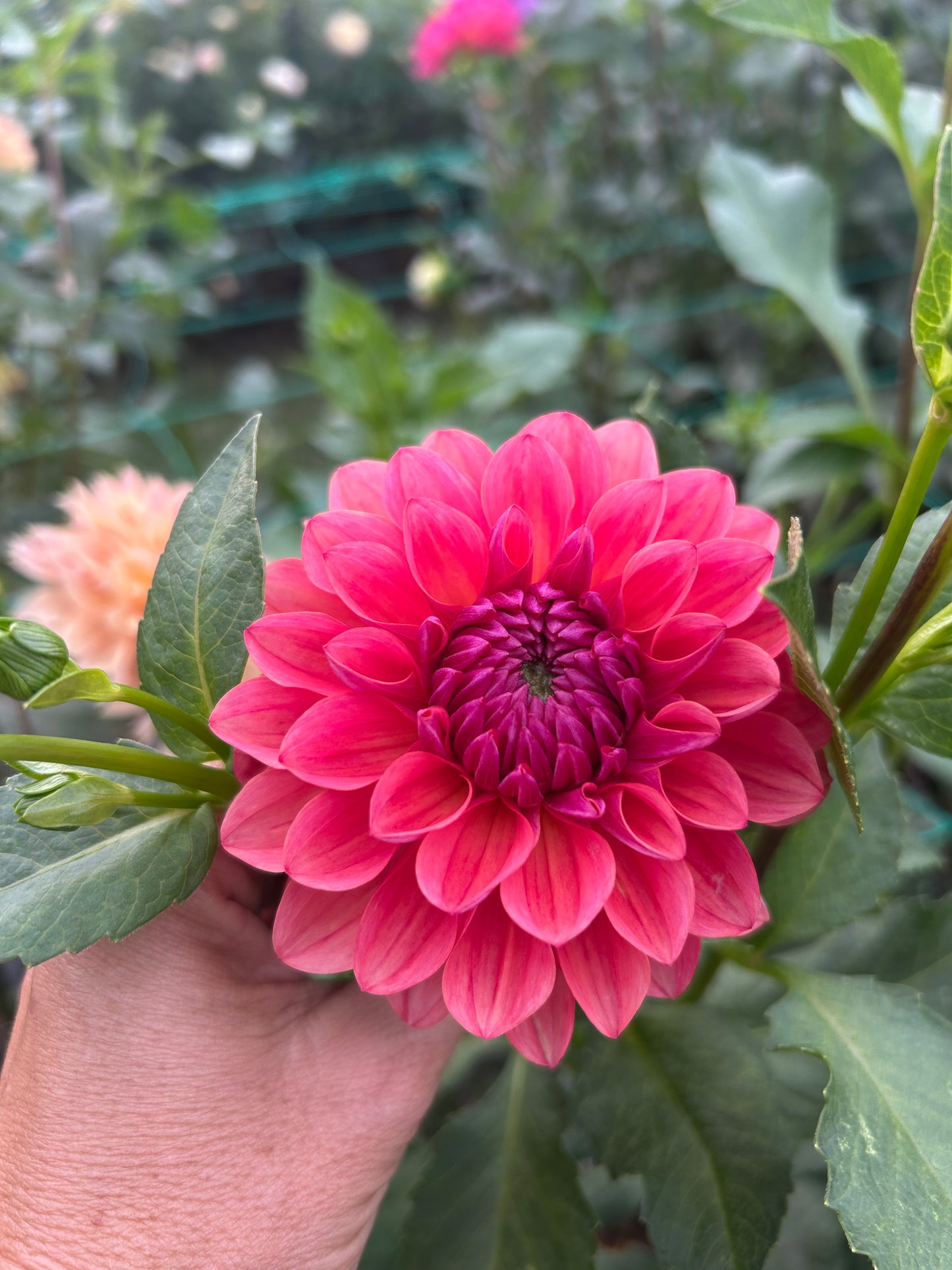Intrigue dahlia tuber
