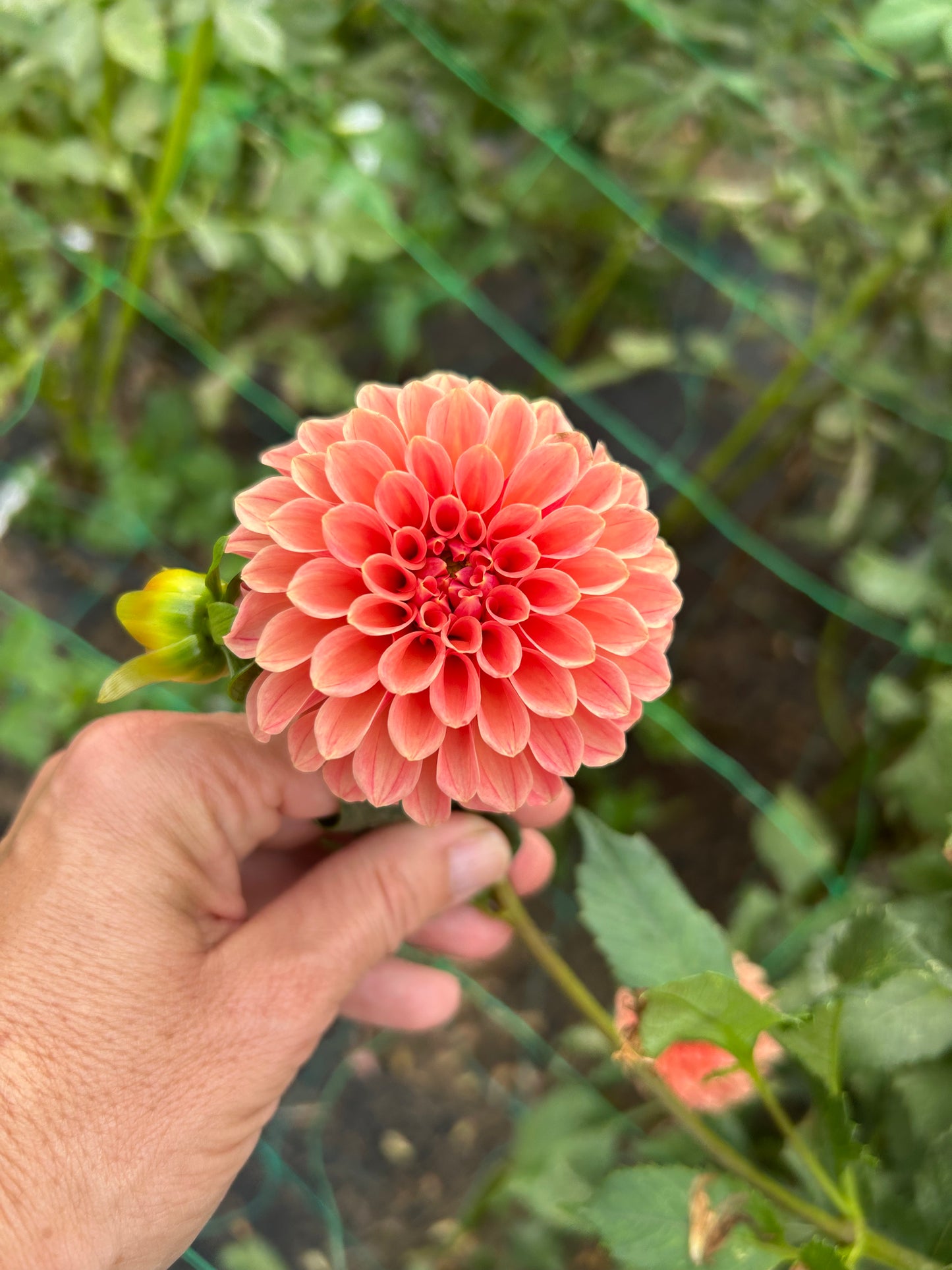 Rose Toscano dahlia tuber