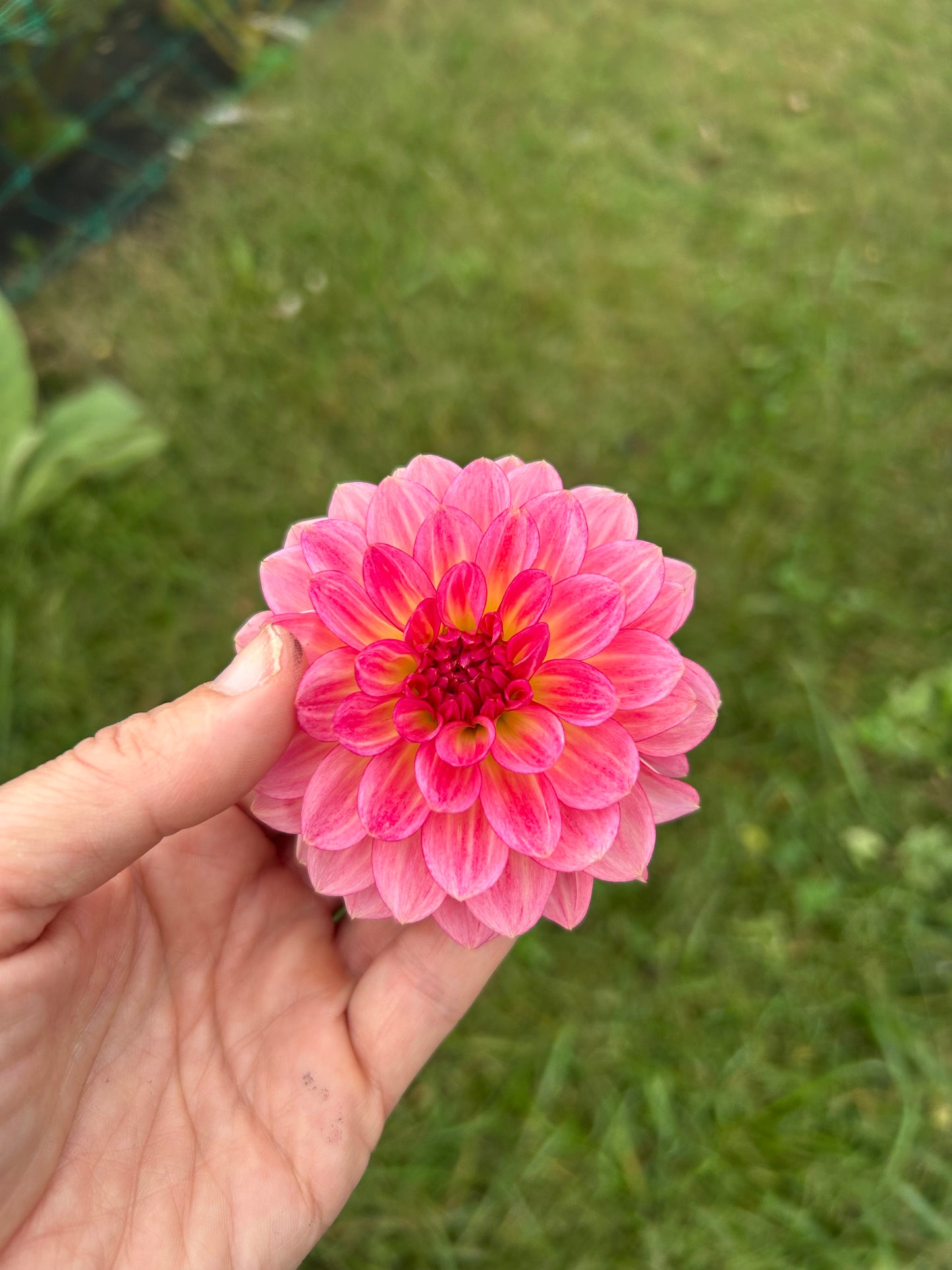 Jabberbox dahlia tuber