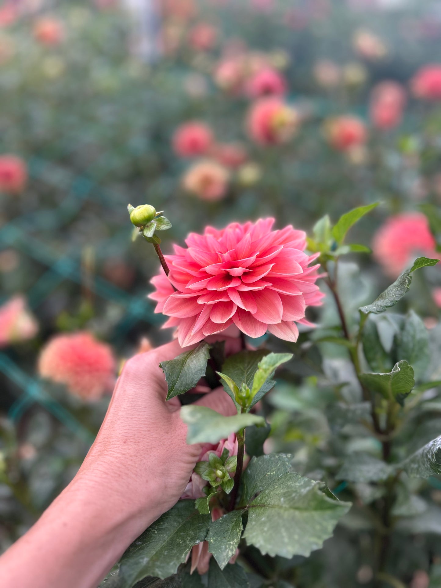 Nicholas dahlia tuber