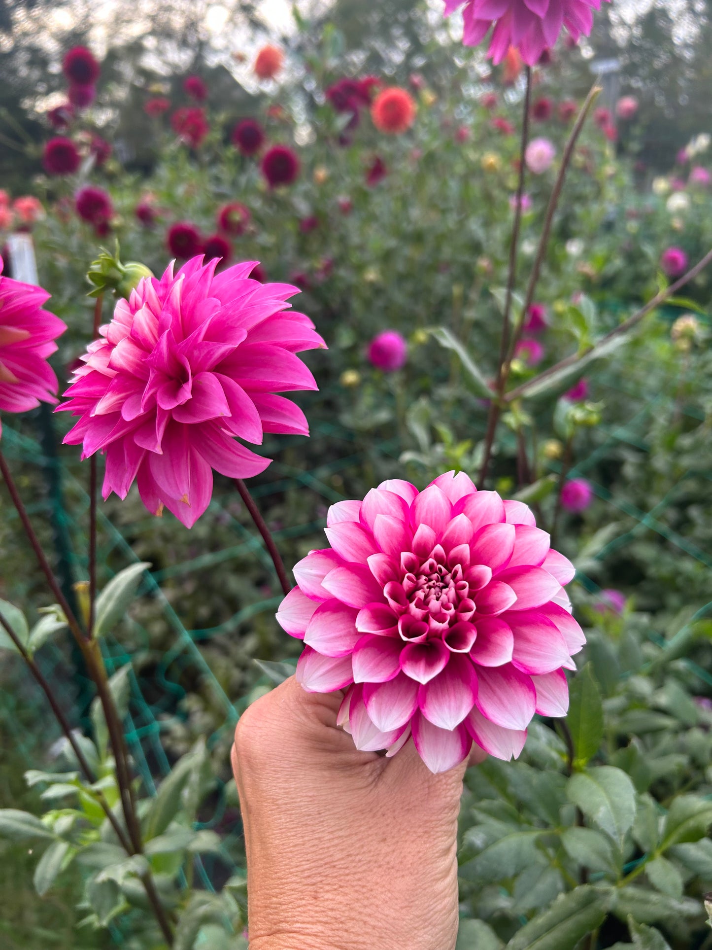 Amelia Bedelia dahlia tuber