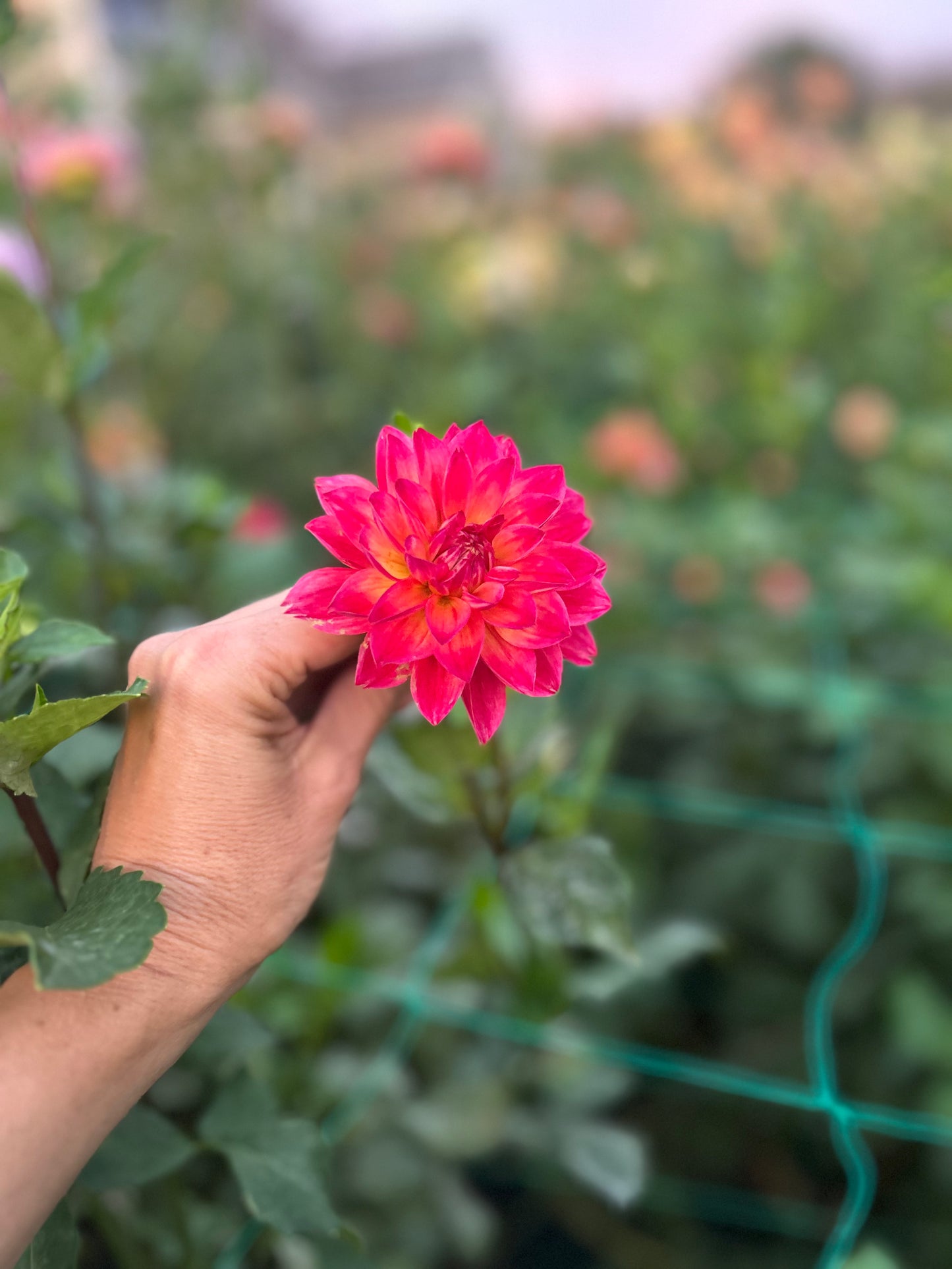 Jayleene G dahlia tuber