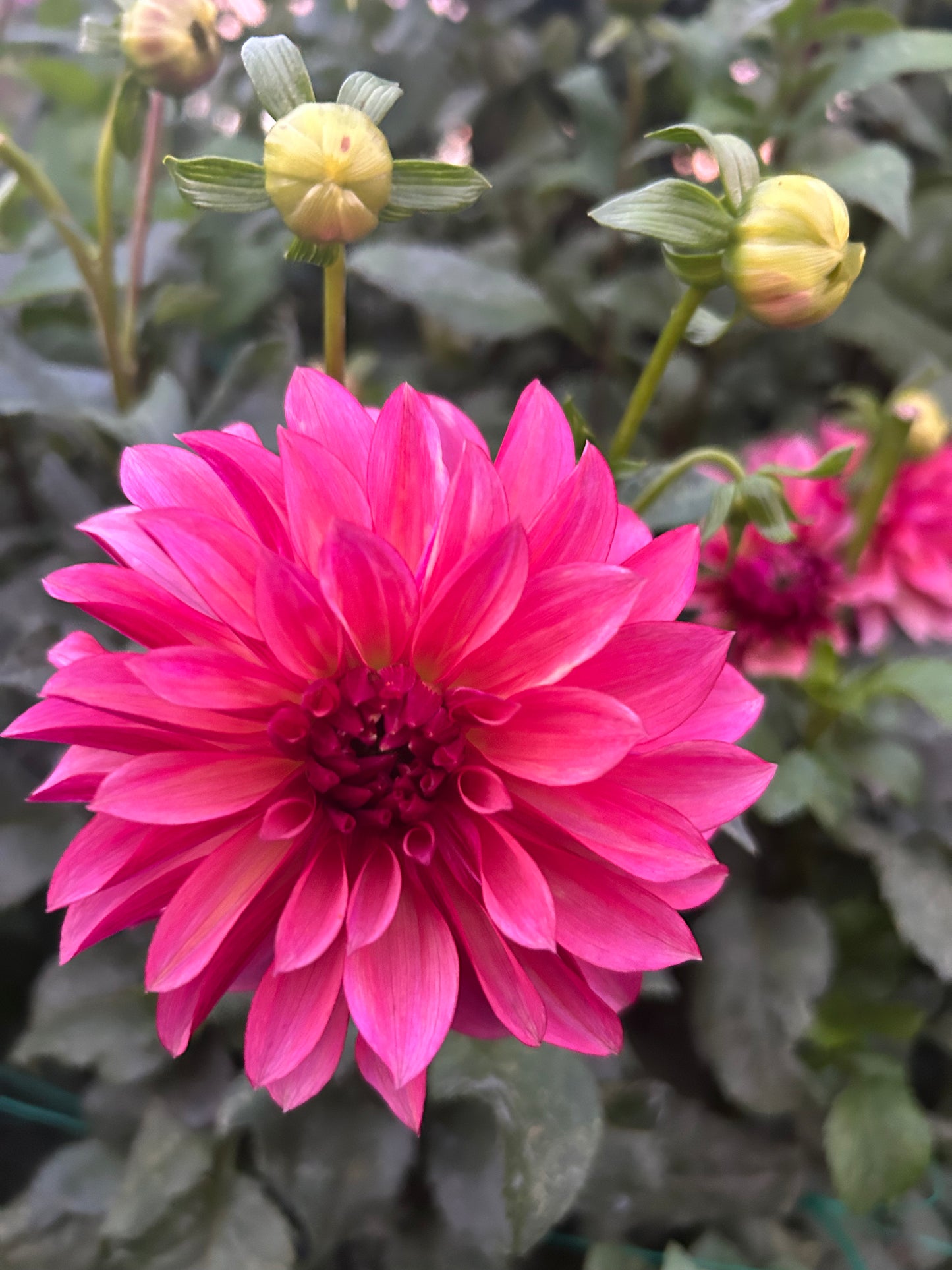 Stillwater Becky dahlia tuber
