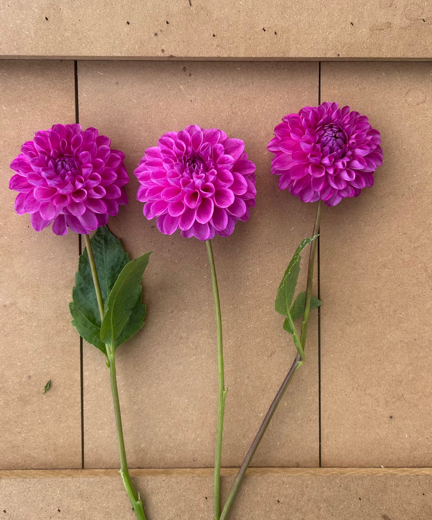 20th Ave Morning Mist dahlia tuber