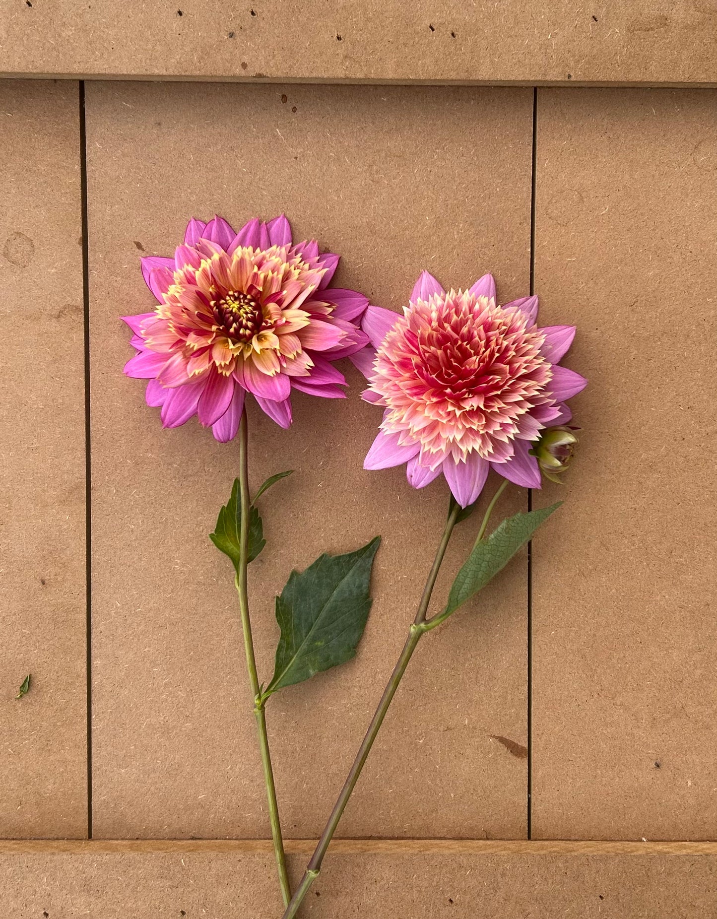 Mambo dahlia tuber