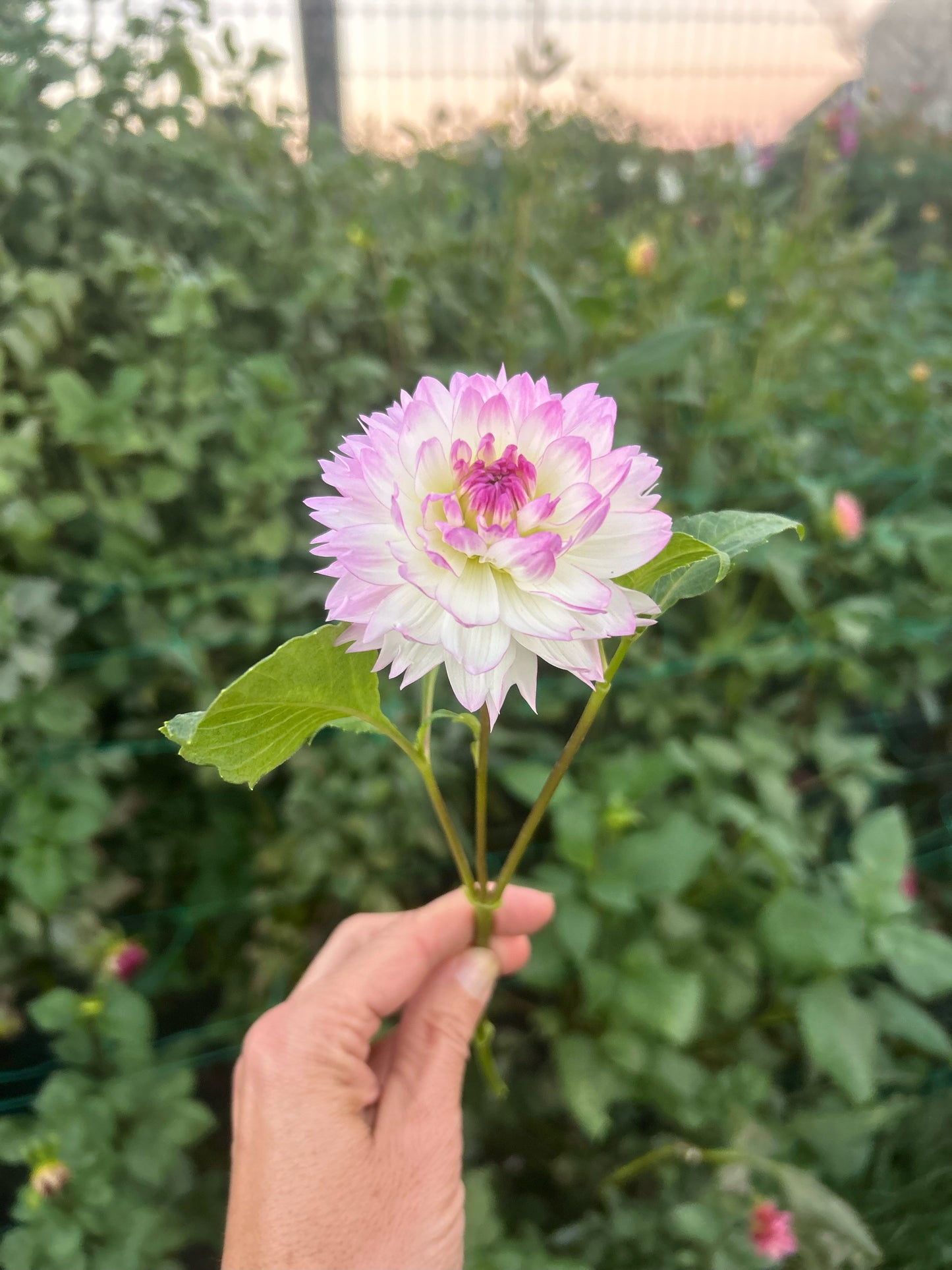 Sandia Melody dahlia tuber