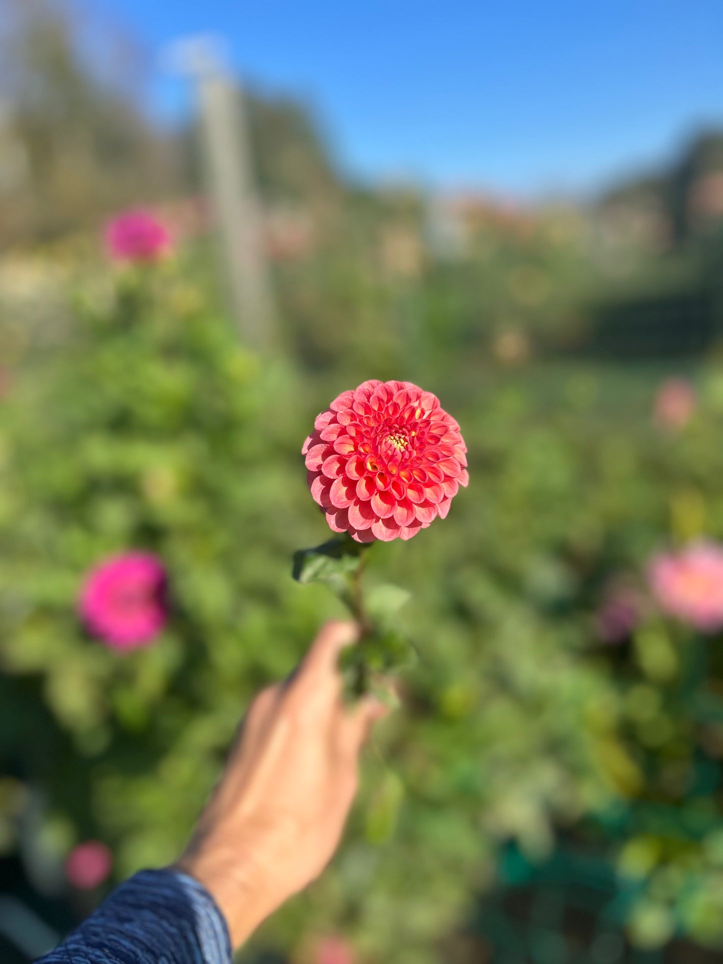 Snoho Dorris dahlia tuber