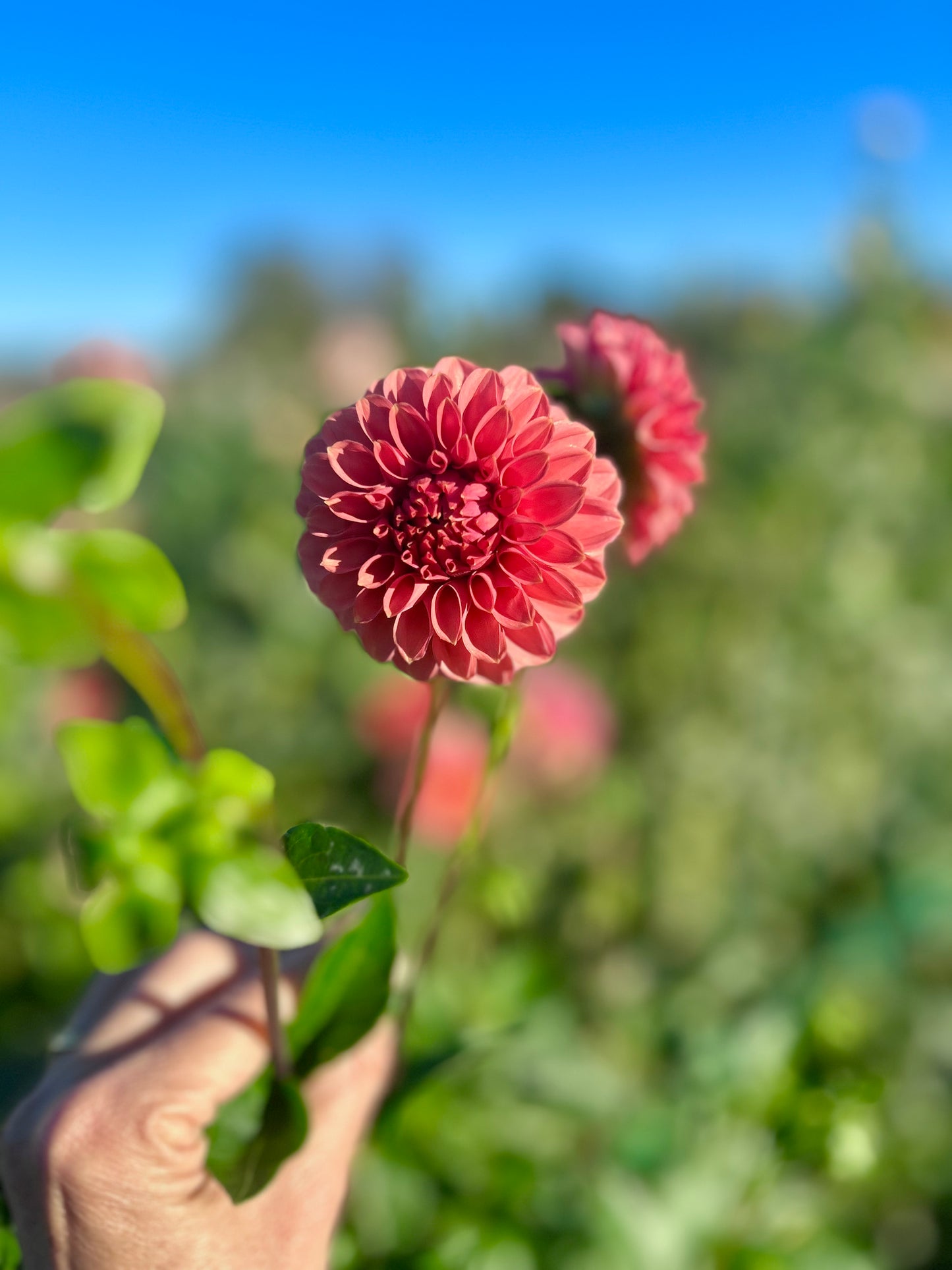 KA Keltie Rose dahlia tuber