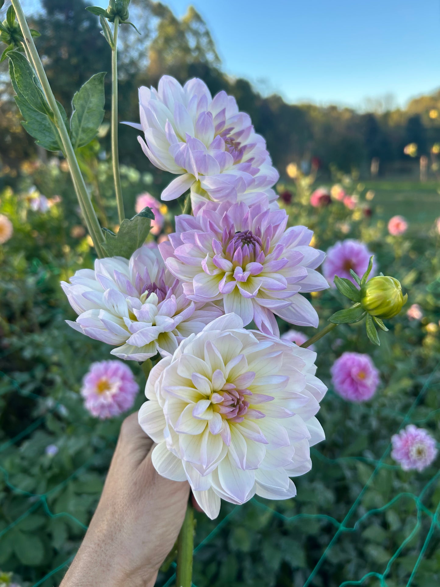 Hollyhill Lilibet dahlia tuber - LIMIT 1