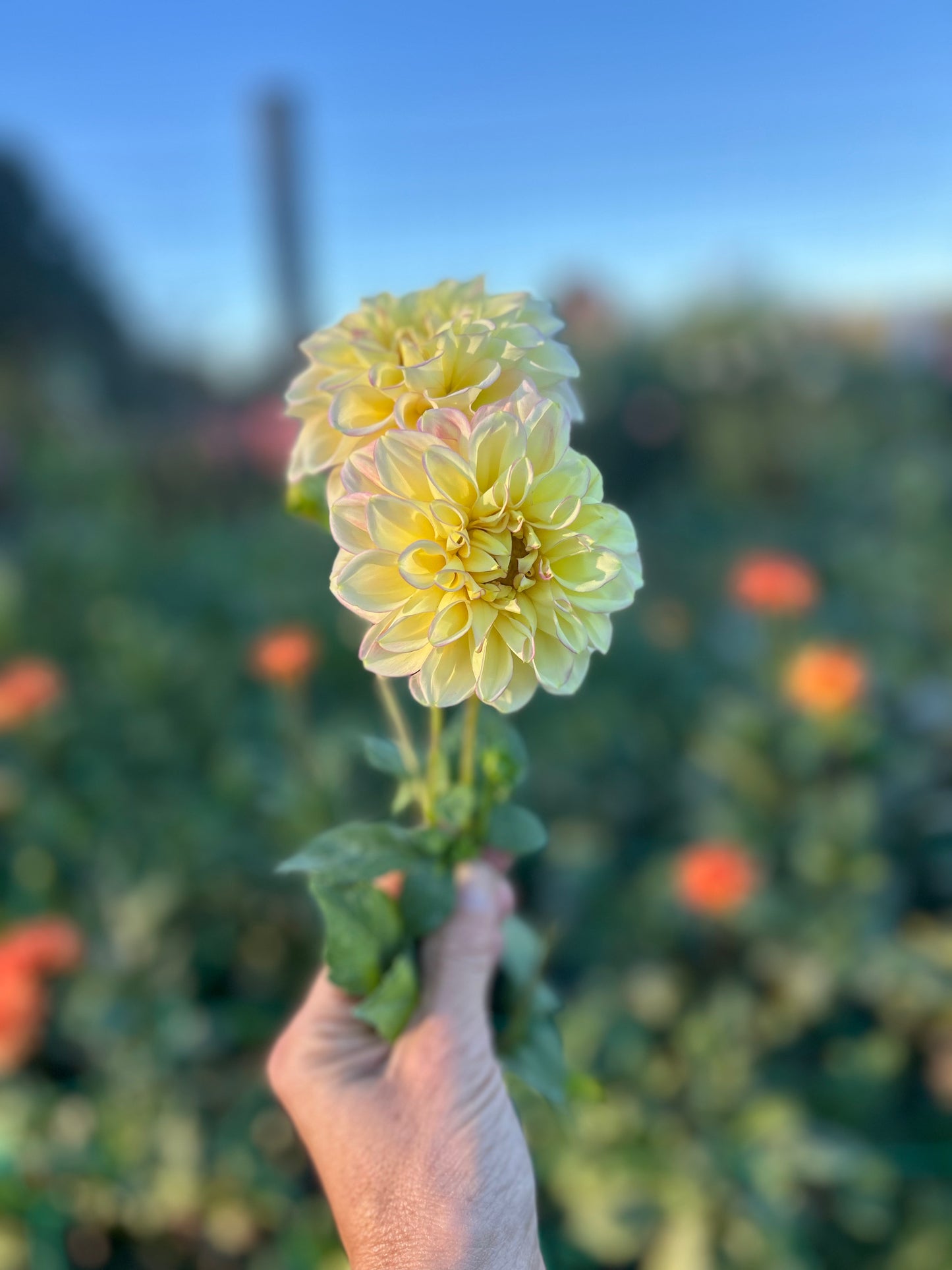 Sidehill Trishie dahlia tuber