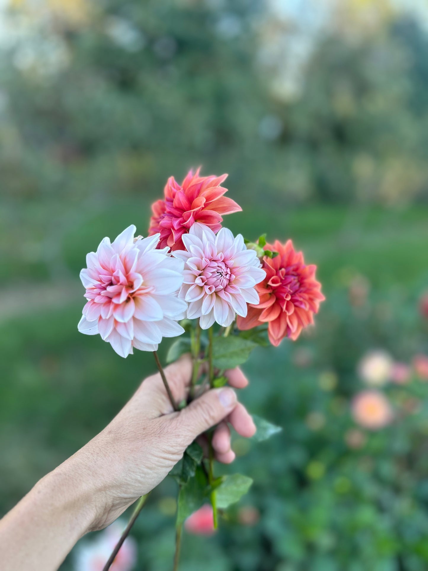 RM Baby Girl dahlia tuber