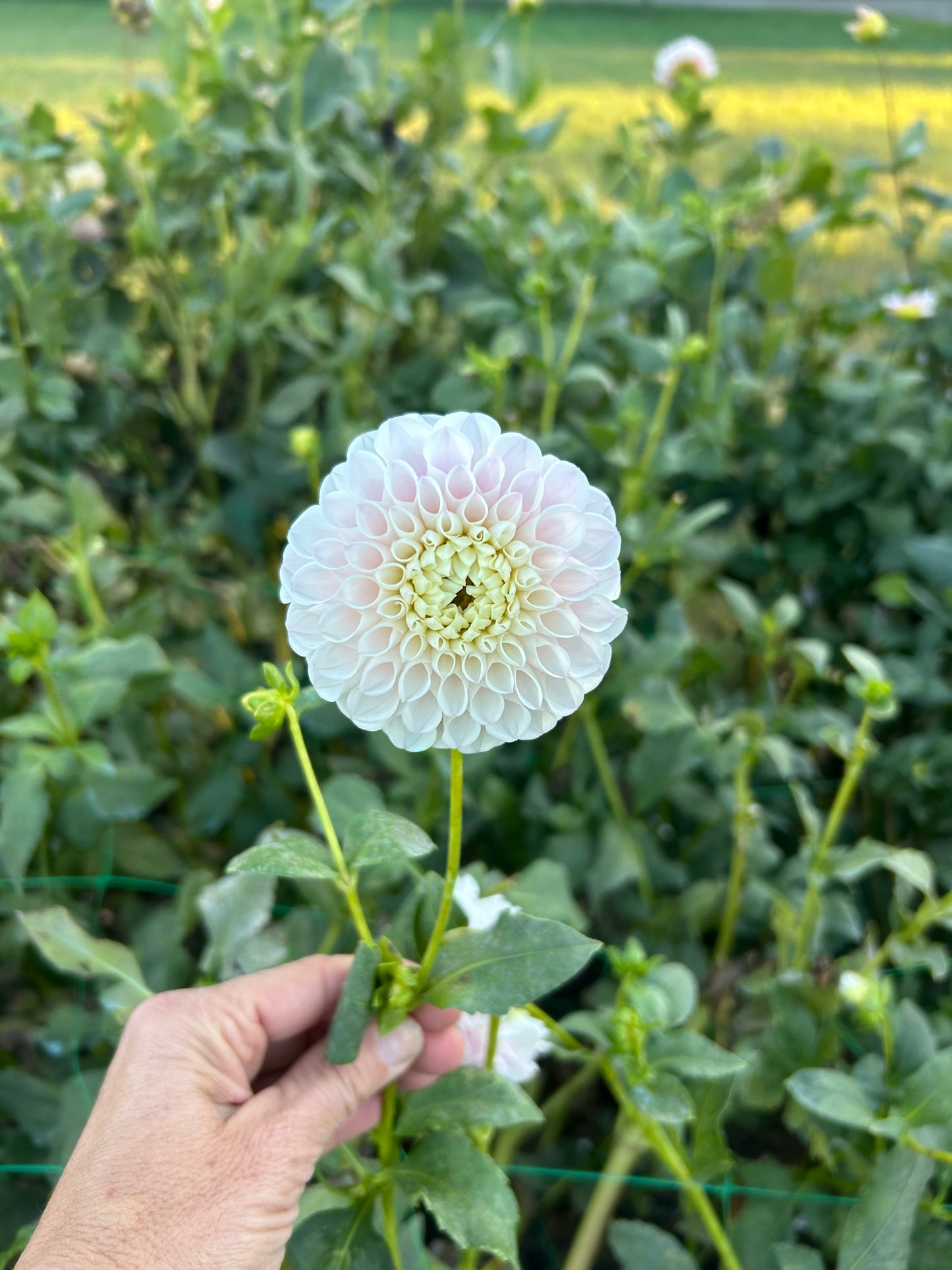 Pink Pearl dahlia tuber