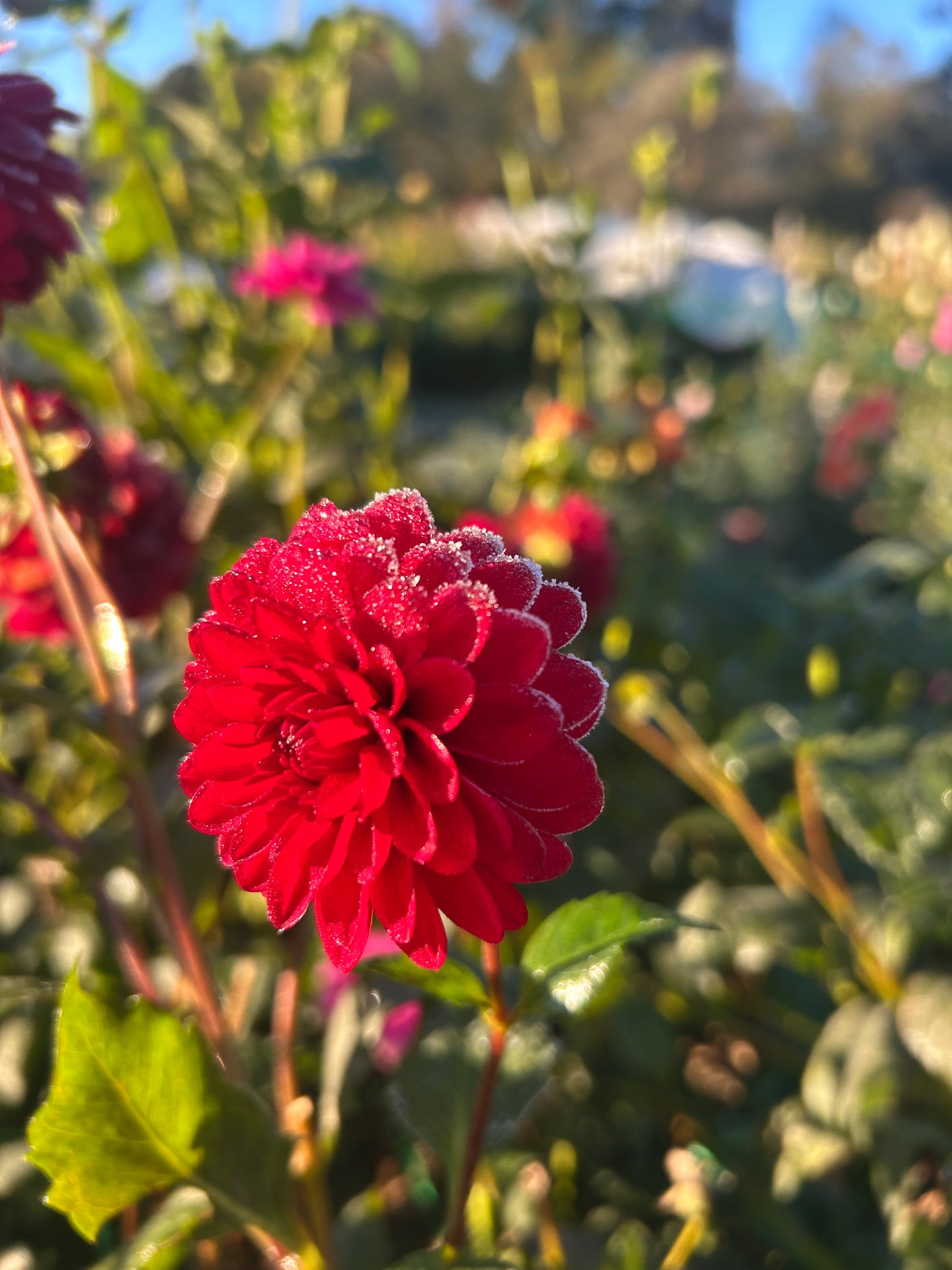 Javier G dahlia tuber