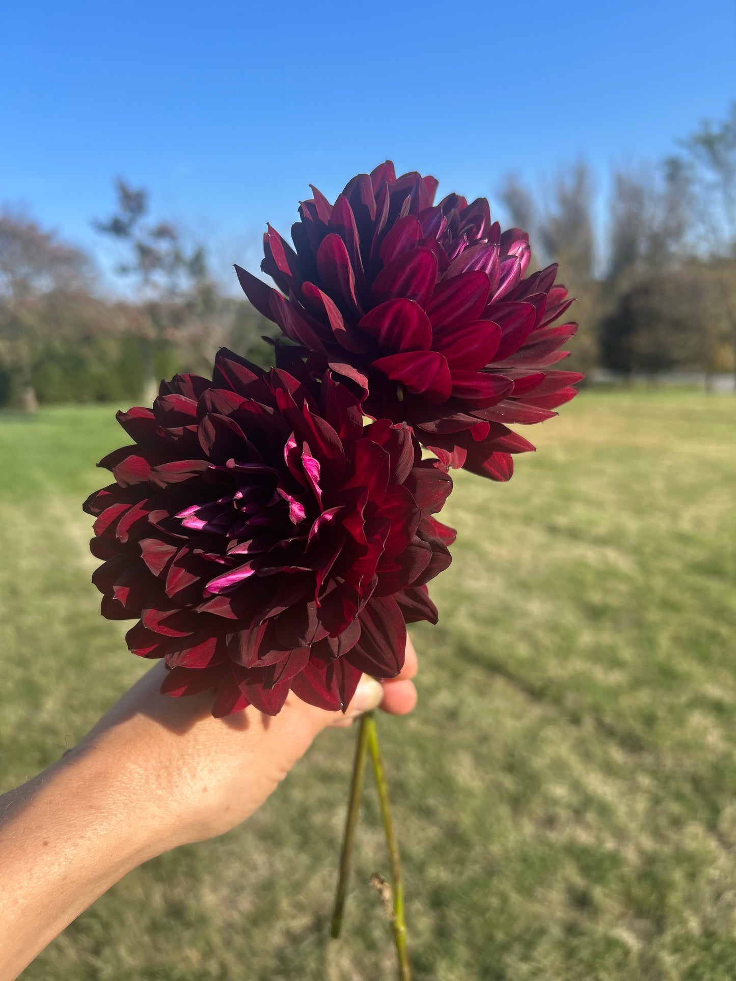Hollyhill Black Widow dahlia tuber