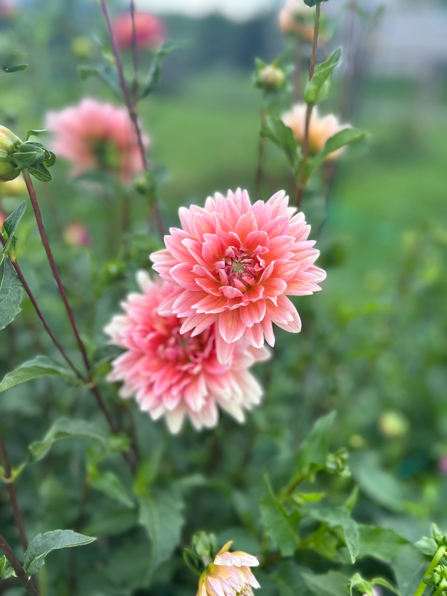 Carolina Wagemans dahlia tuber