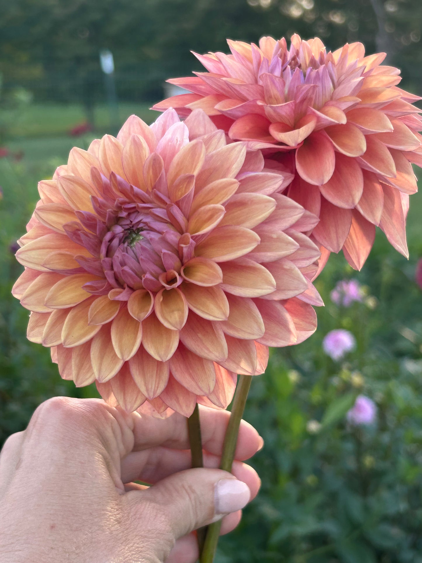 Misfit Kaleidoscope dahlia tuber