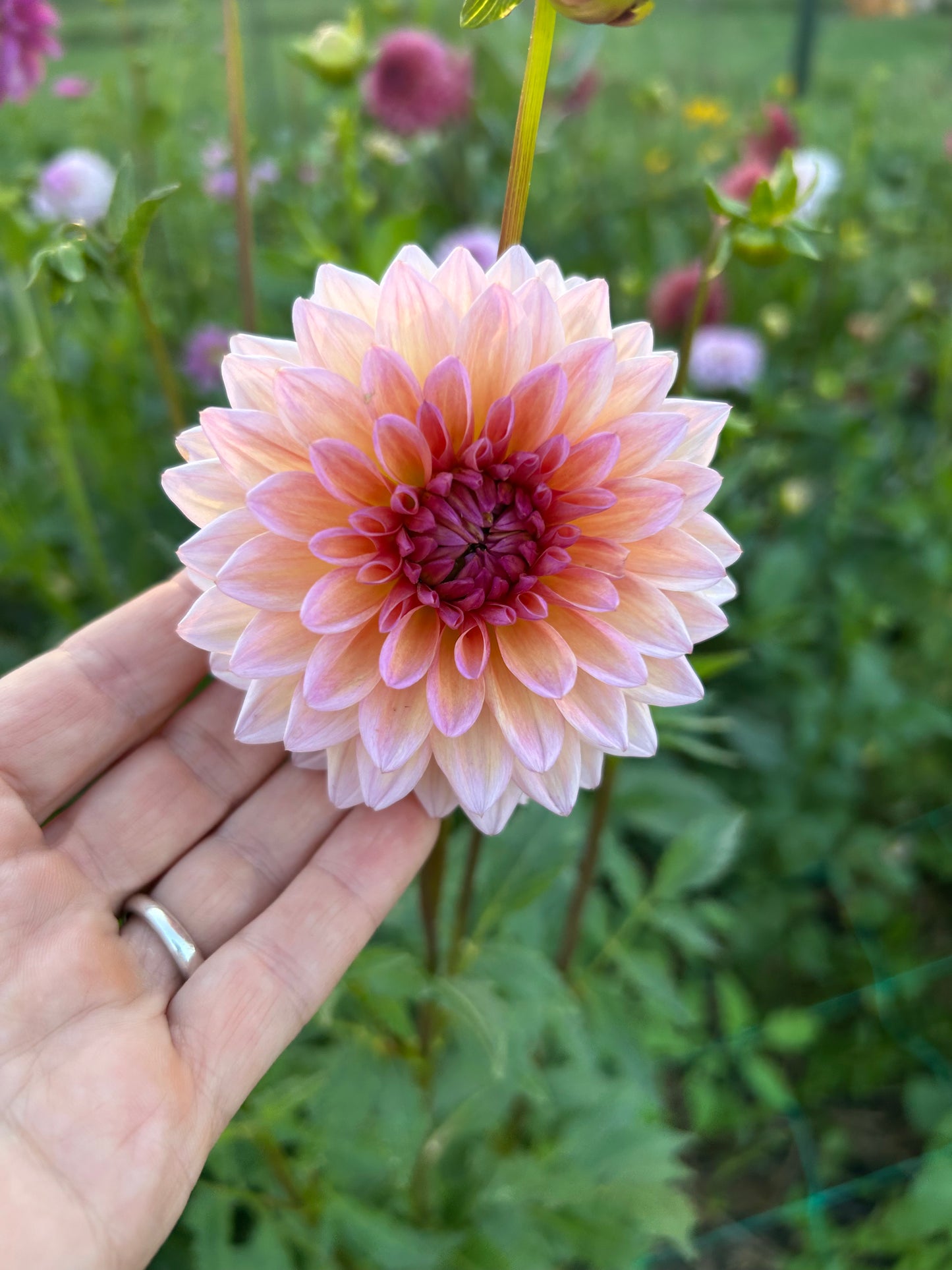 Echo Jose dahlia tuber - LIMIT 1 per household