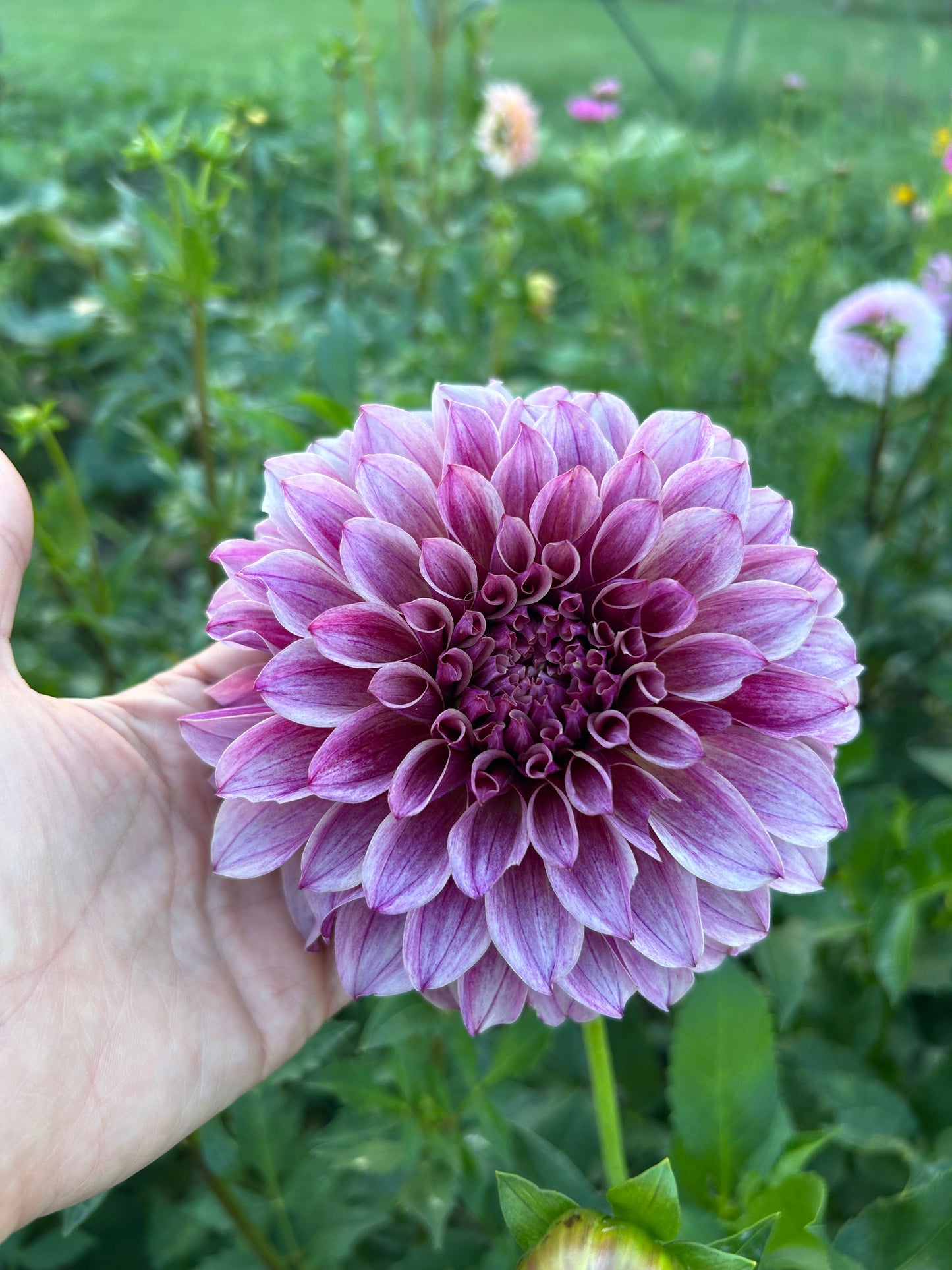 KA Cafe Mauve dahlia tuber