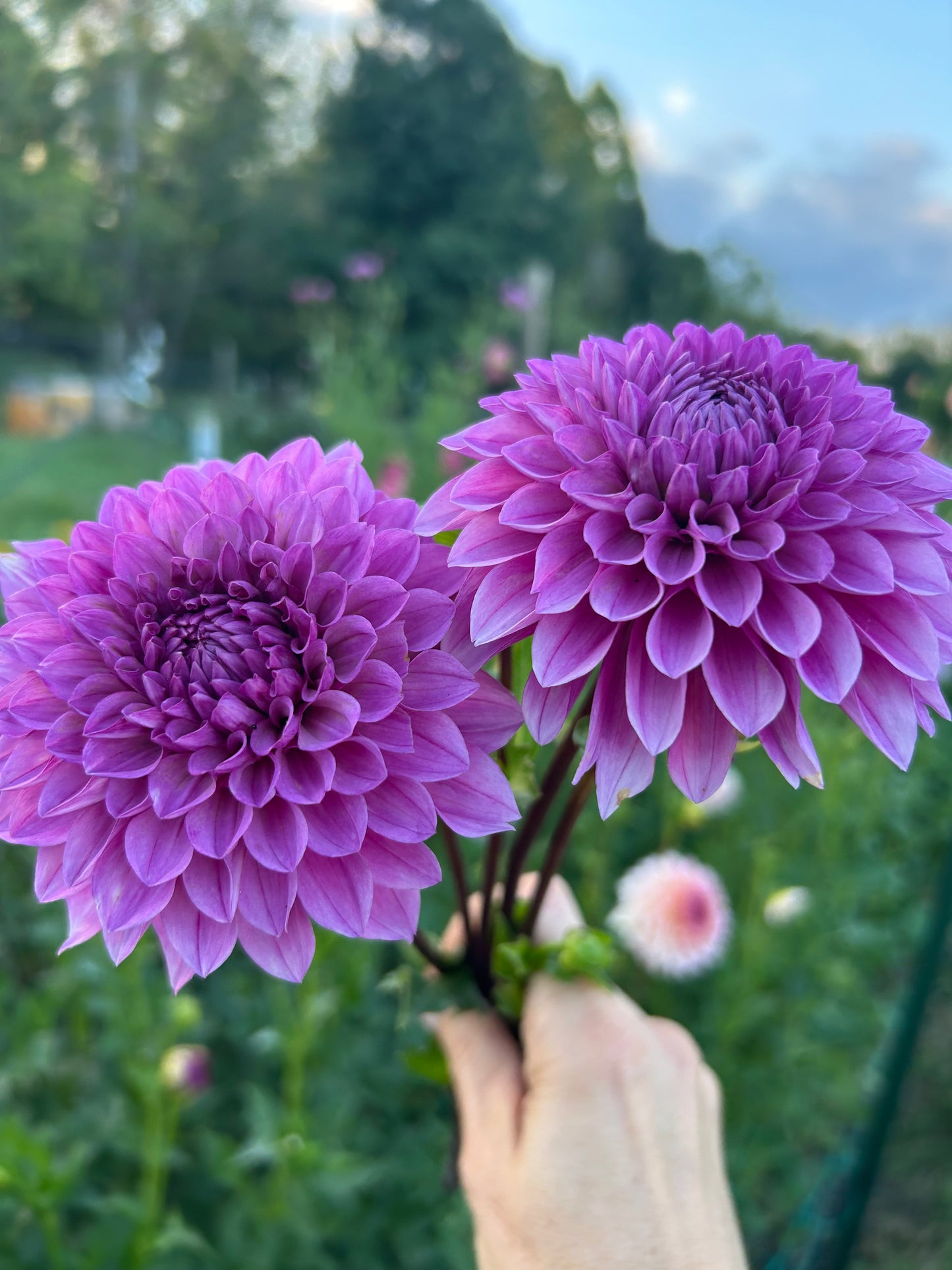 Lee's Flute Loop dahlia tuber