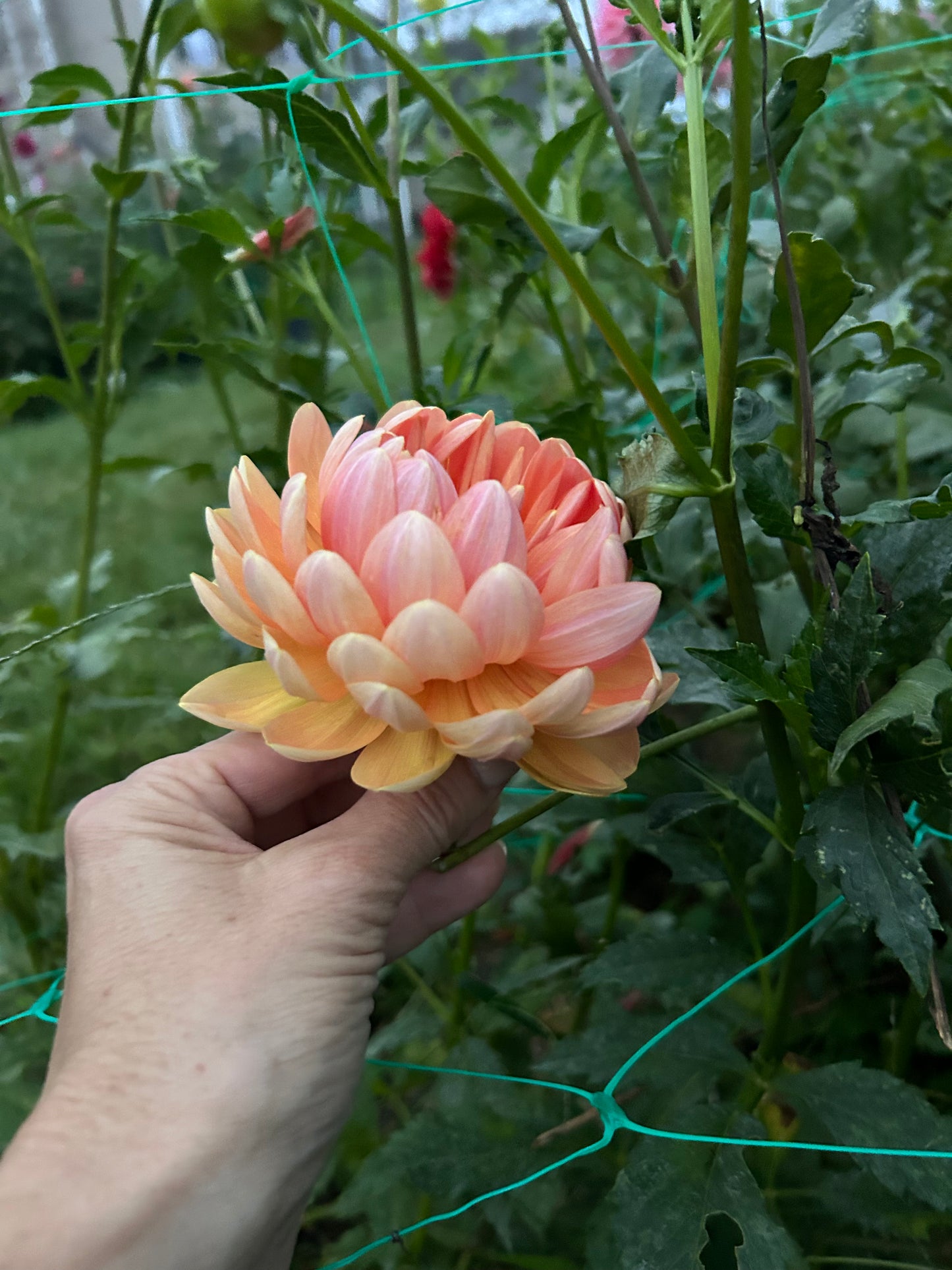 Sandia Susan dahlia tuber - LIMIT 1 per household