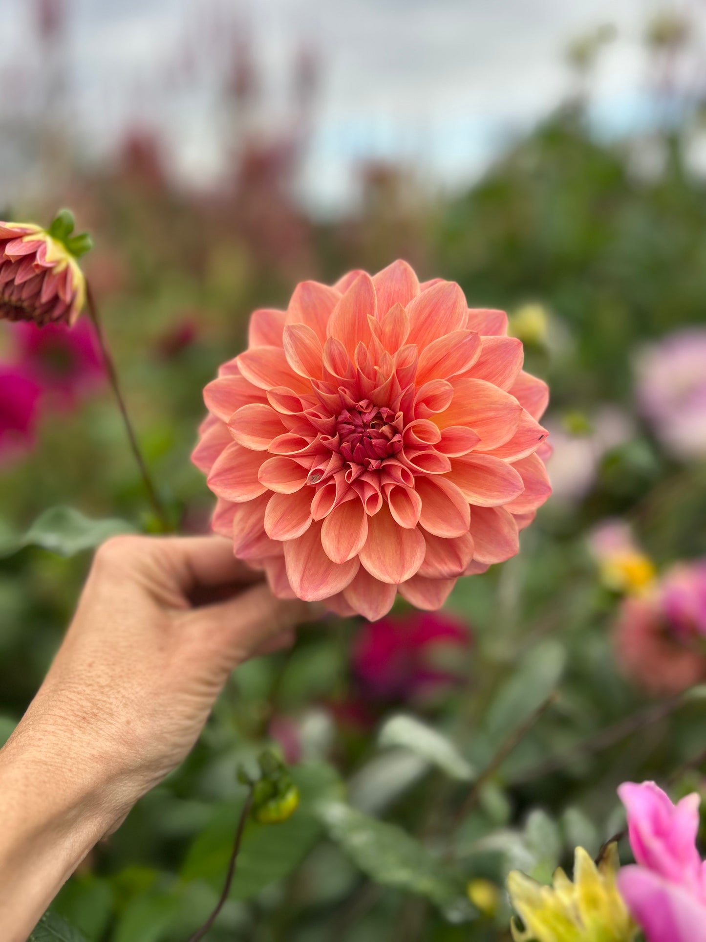 Bloomquist Azalea dahlia tuber