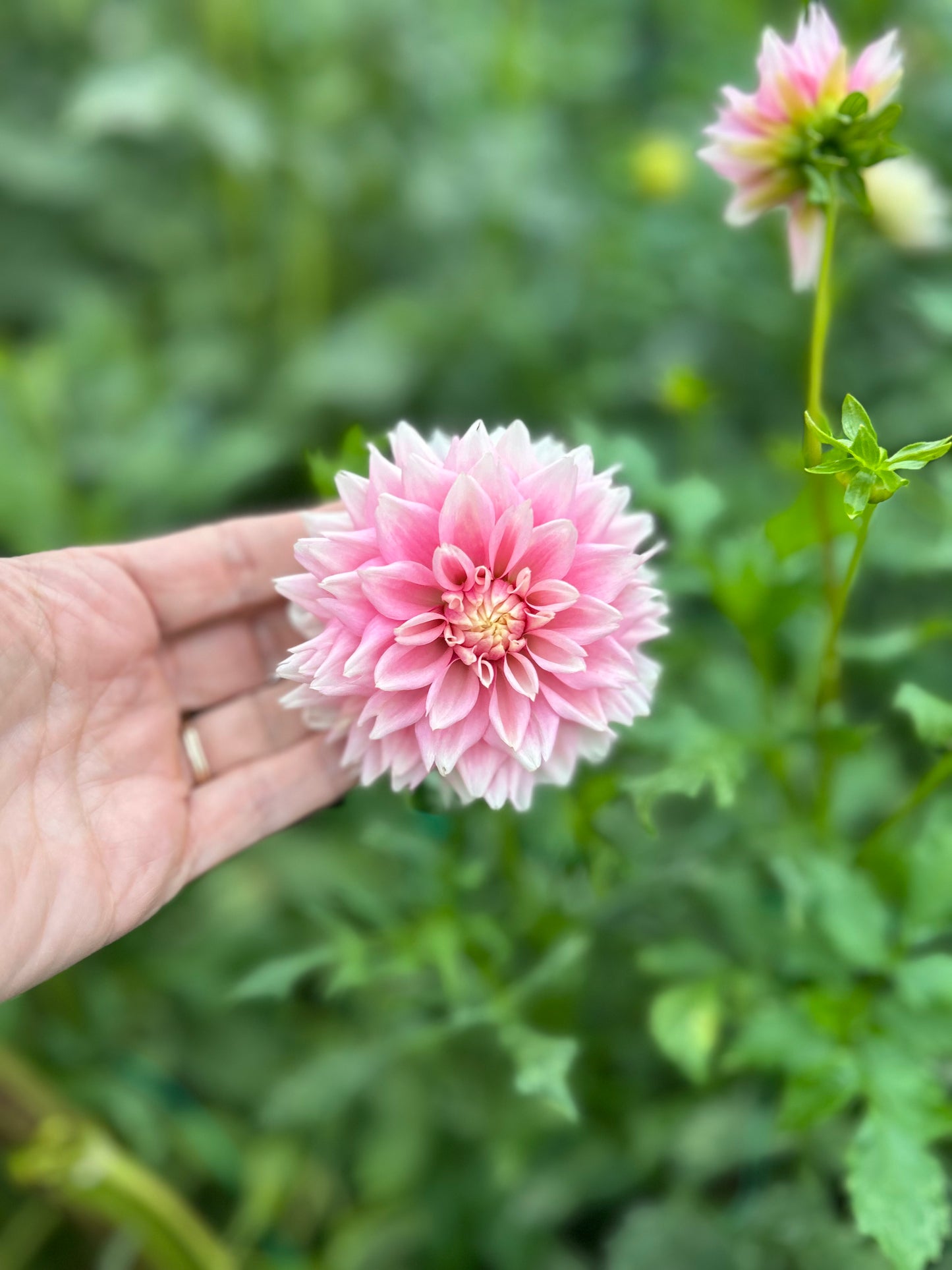 Lee's Rosalynn dahlia tuber