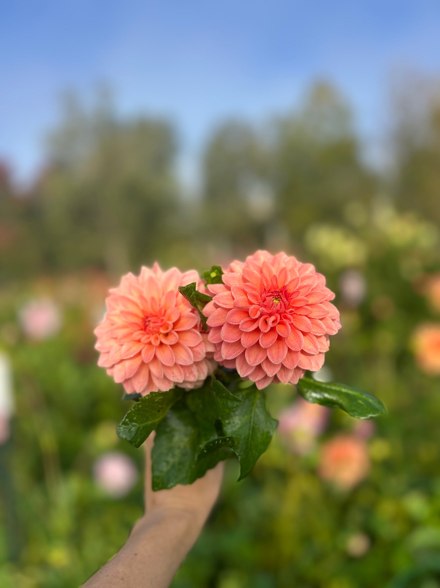 KA Guava dahlia tuber - LIMIT 1 per household