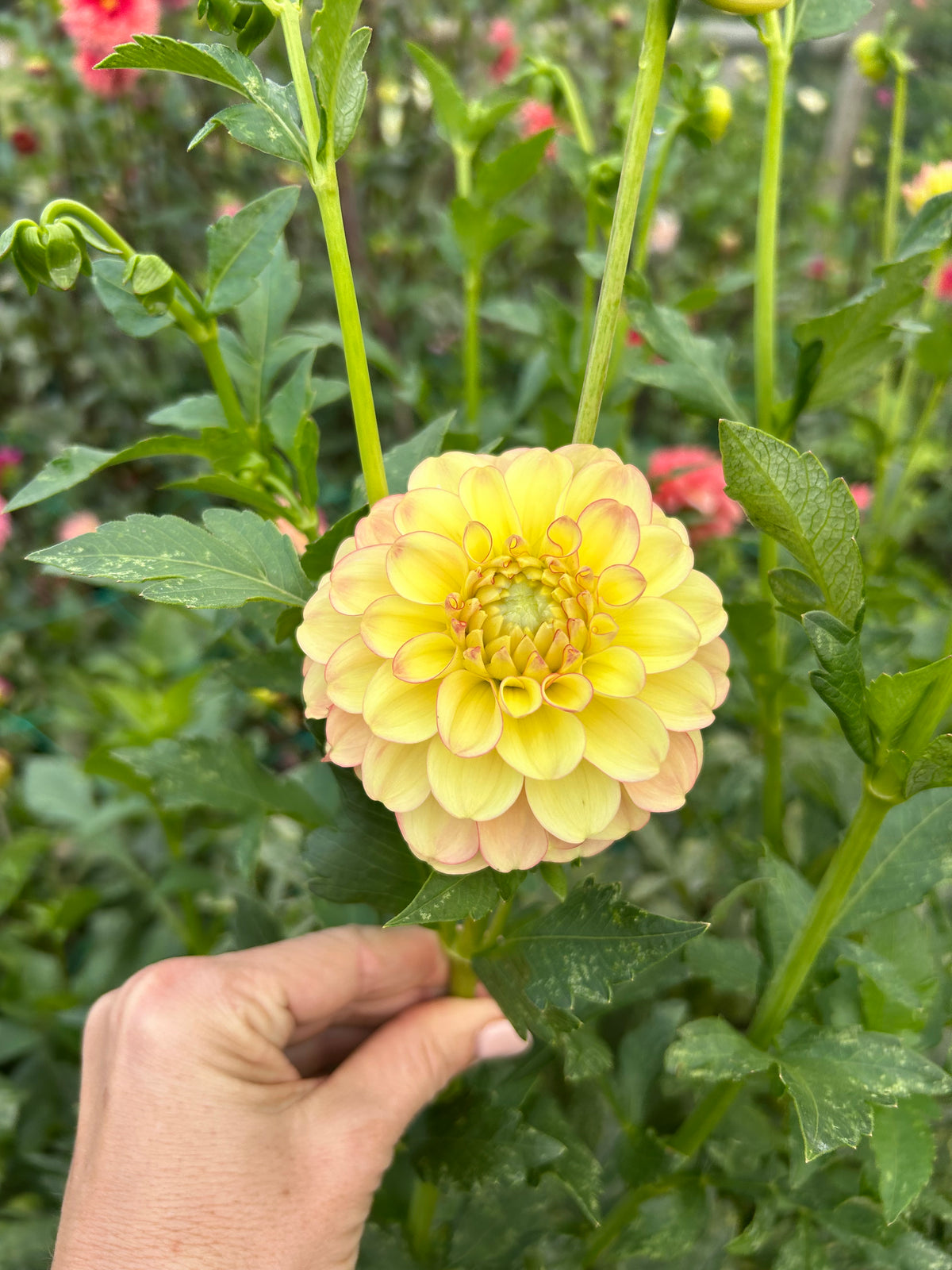 Burfoot Eva dahlia tuber - LIMIT 1 per household