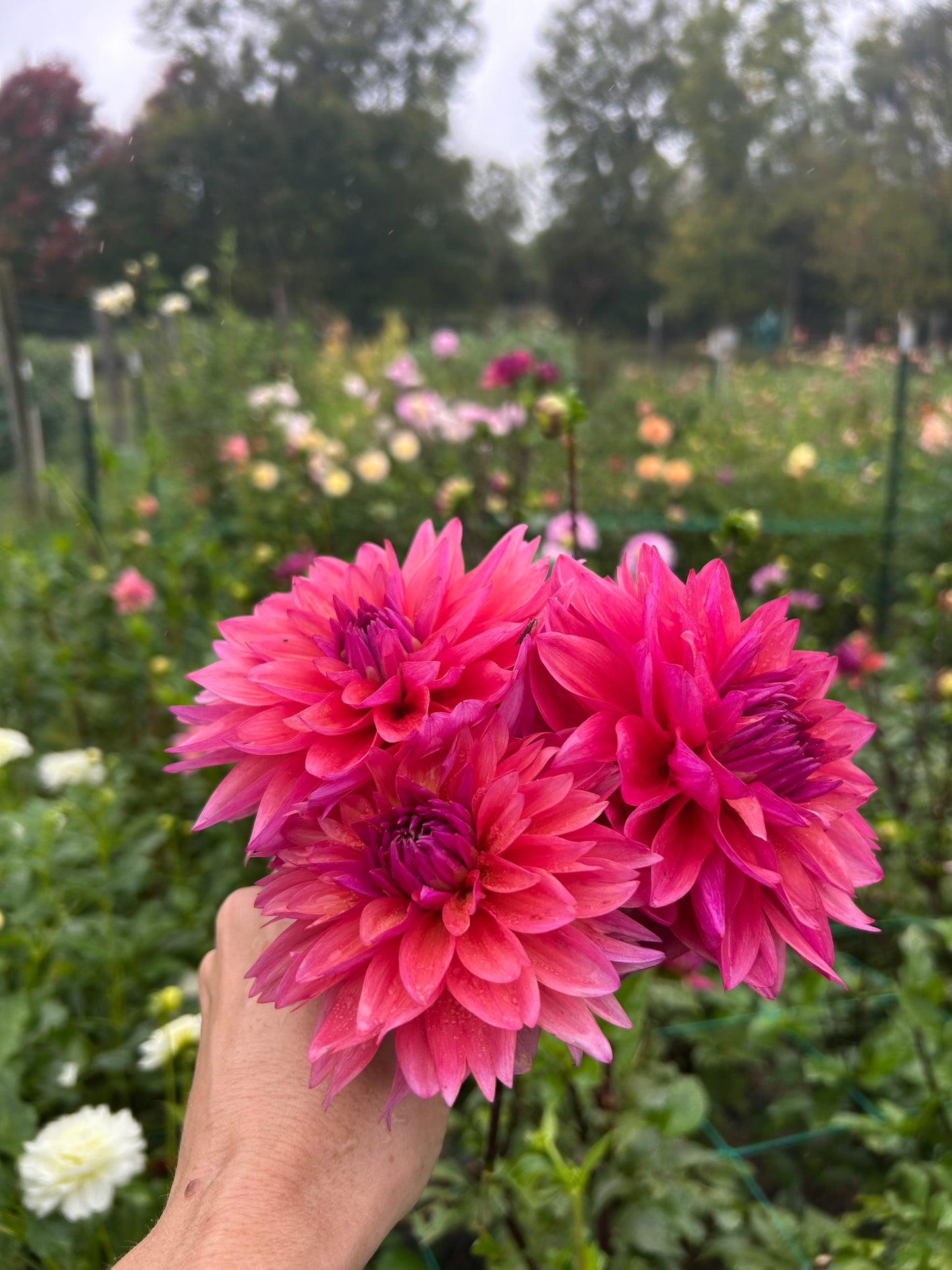 Yvonne Feline dahlia tuber