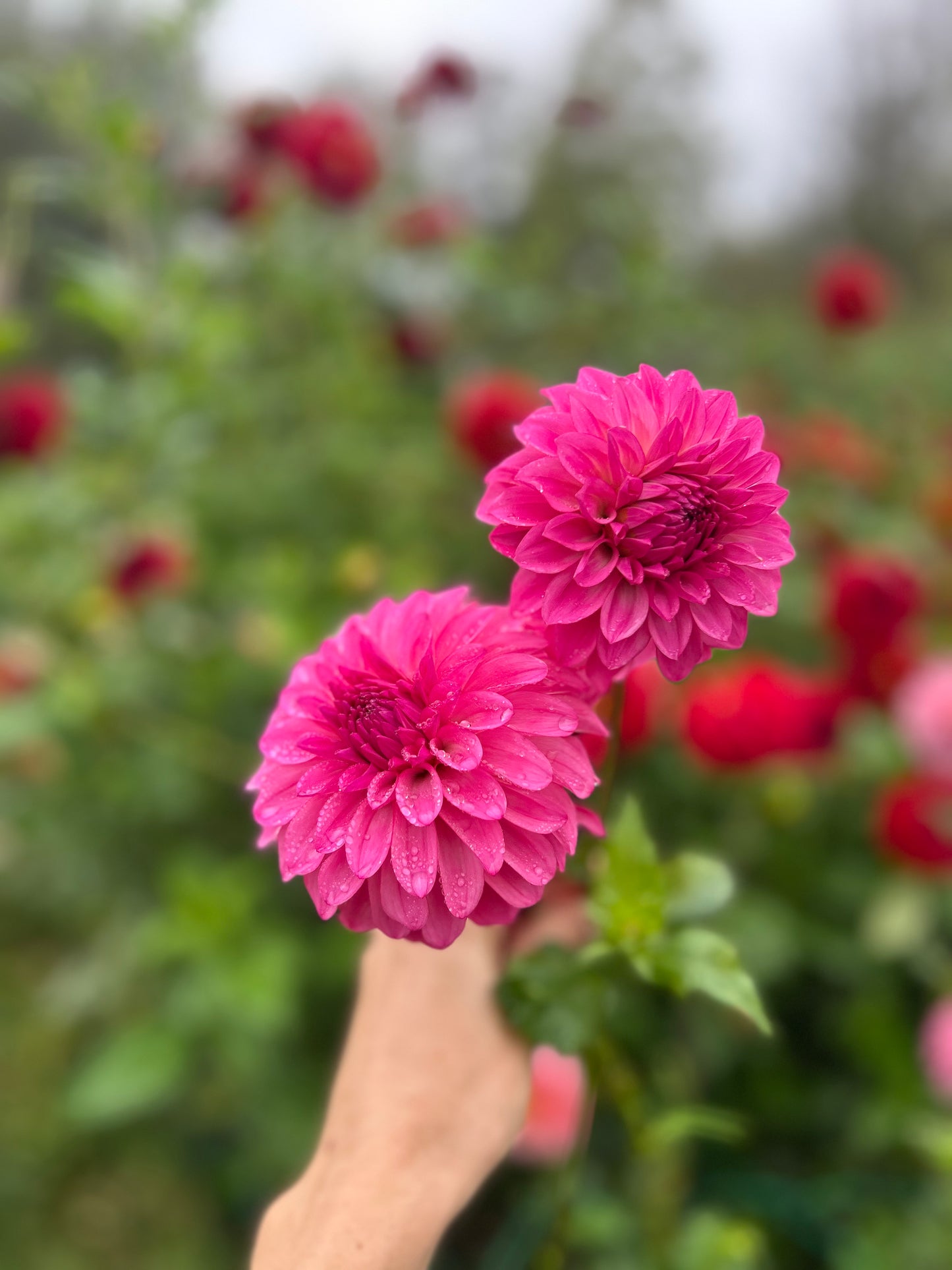 River's Bubblegum dahlia tuber