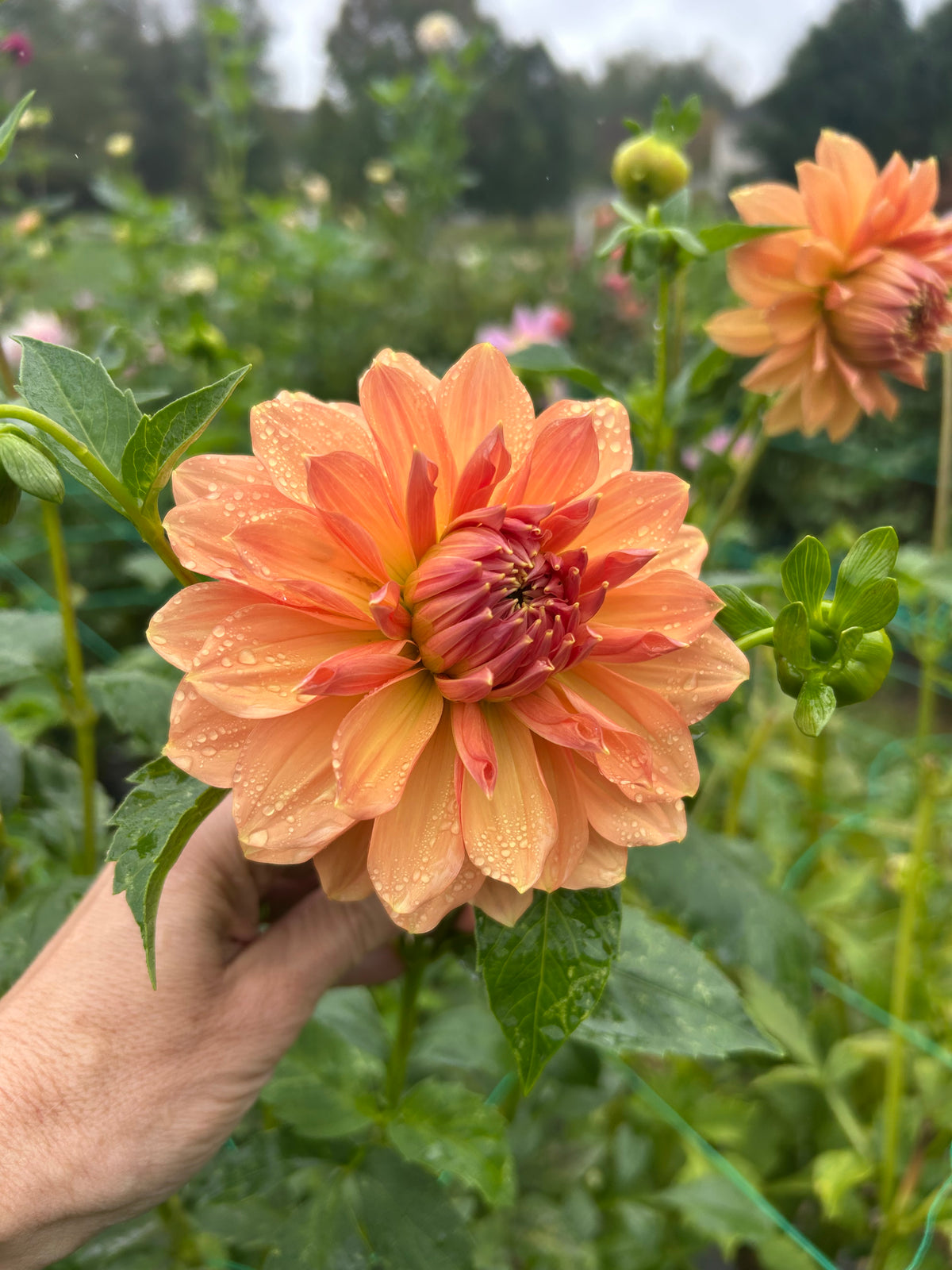 Normandy Bright Day dahlia tuber