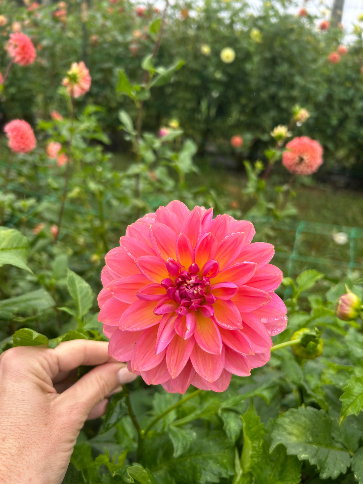 Pam Howden dahlia tuber