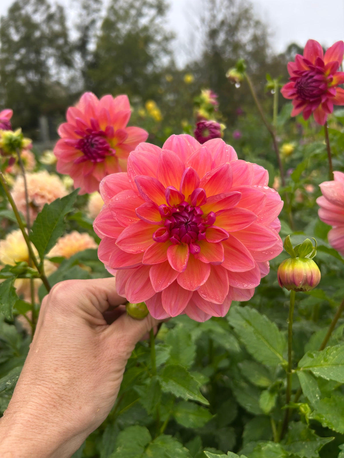 Wildwood Marie dahlia tuber
