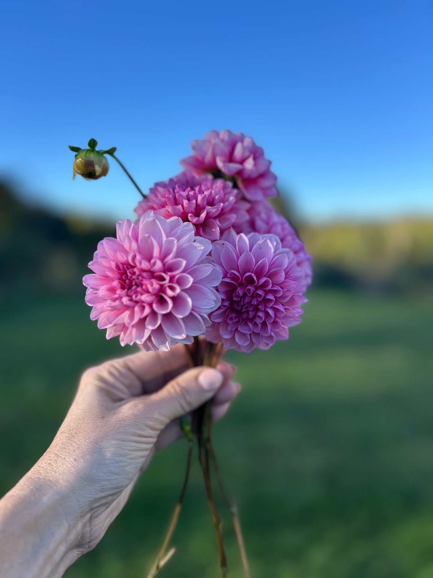 Lee's Sugar Rush dahlia tuber